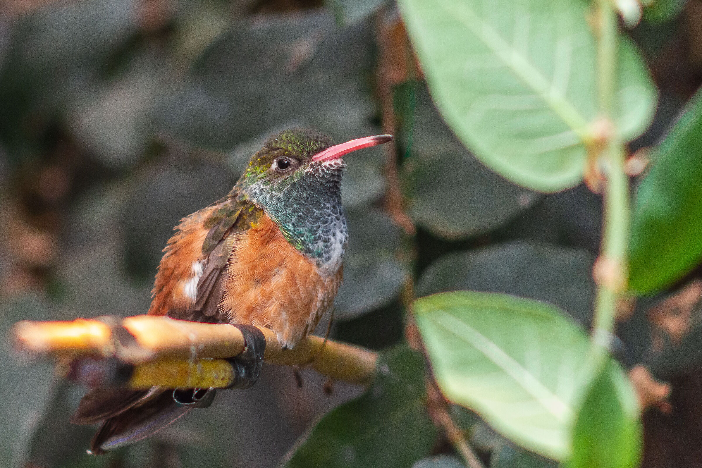 Kingfisher - Oasis of Sant'Alessio