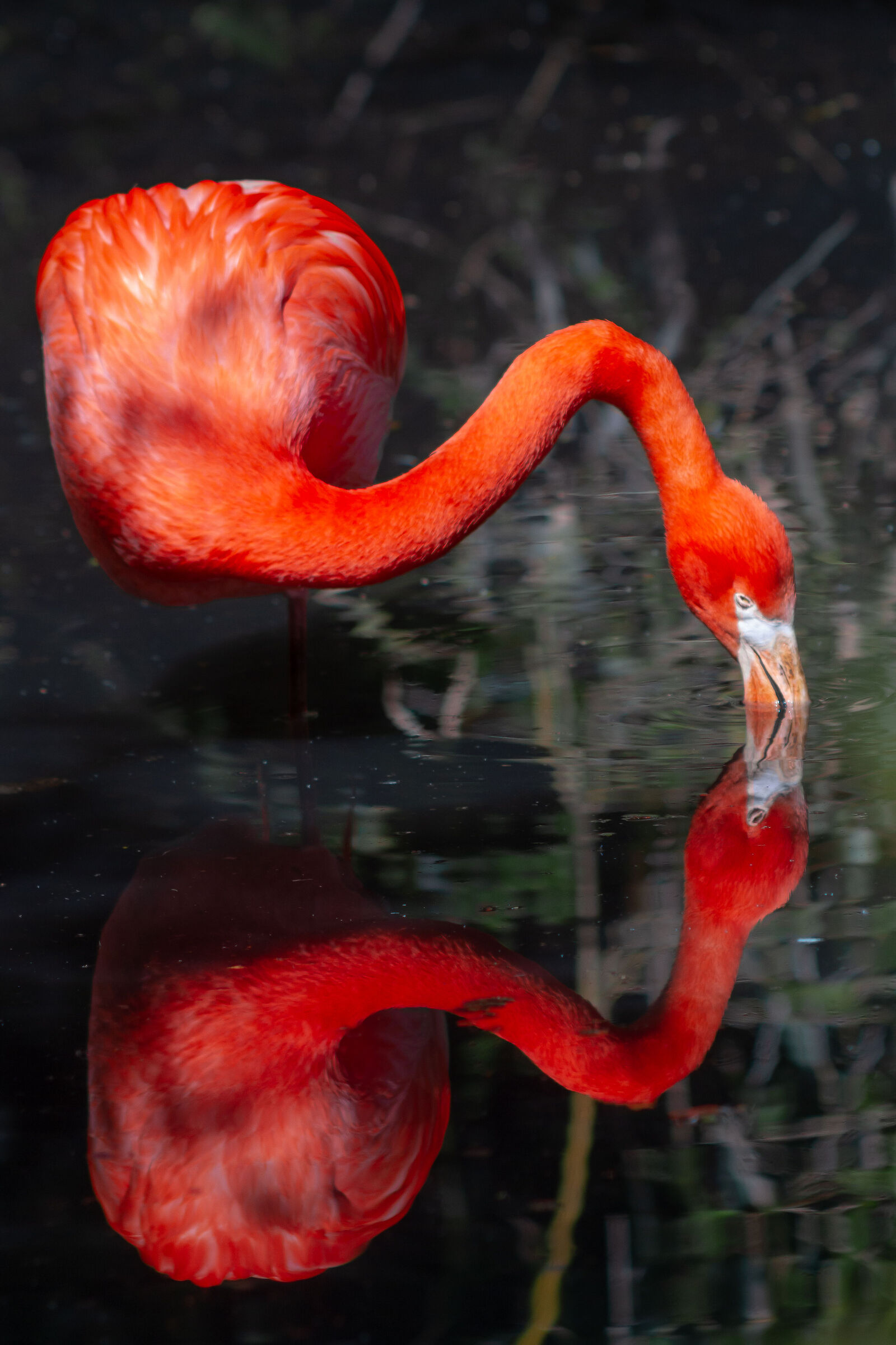 Red Flamingo - Oasis of Sant'Alessio