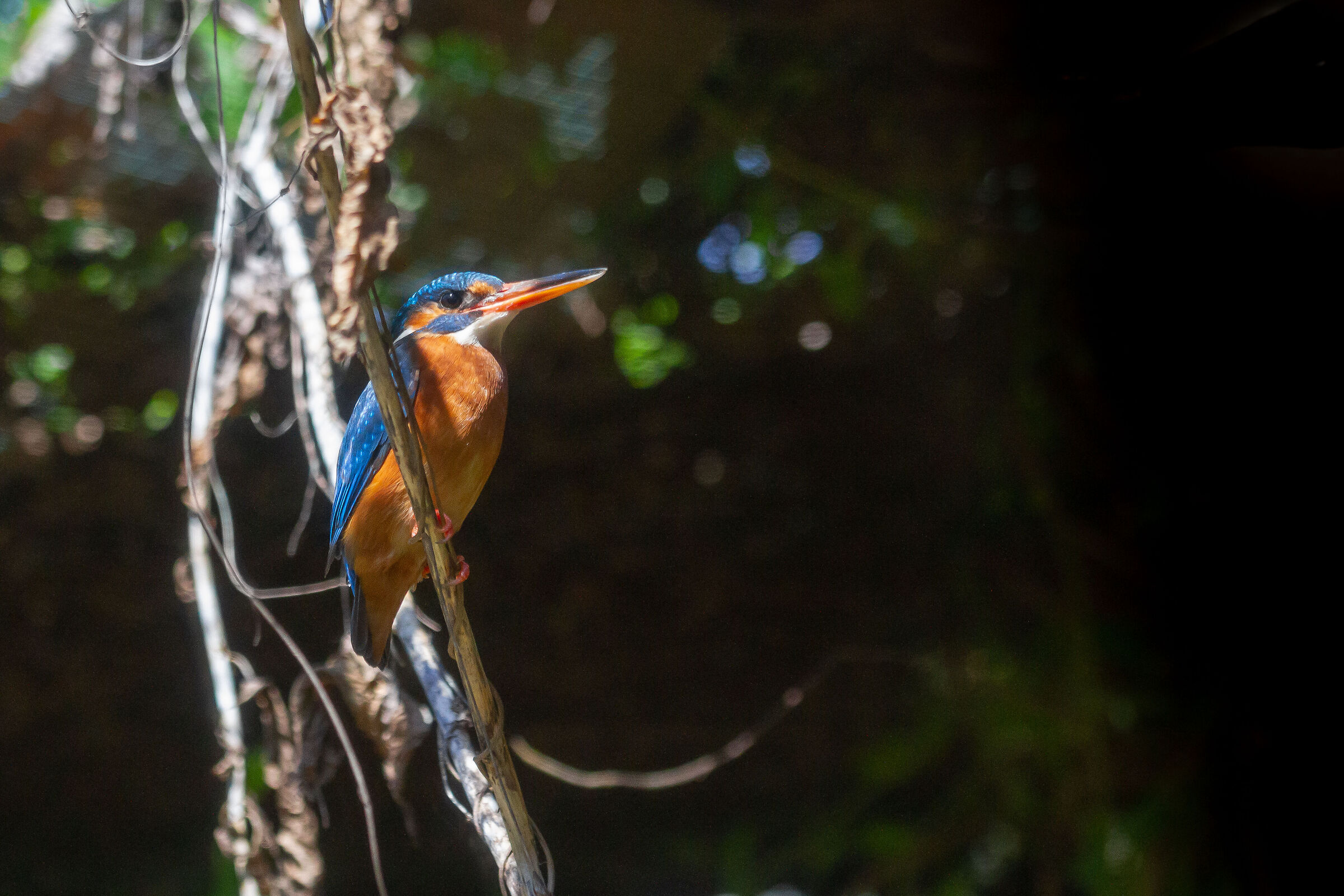 Kingfisher - Oasis of Sant'Alessio