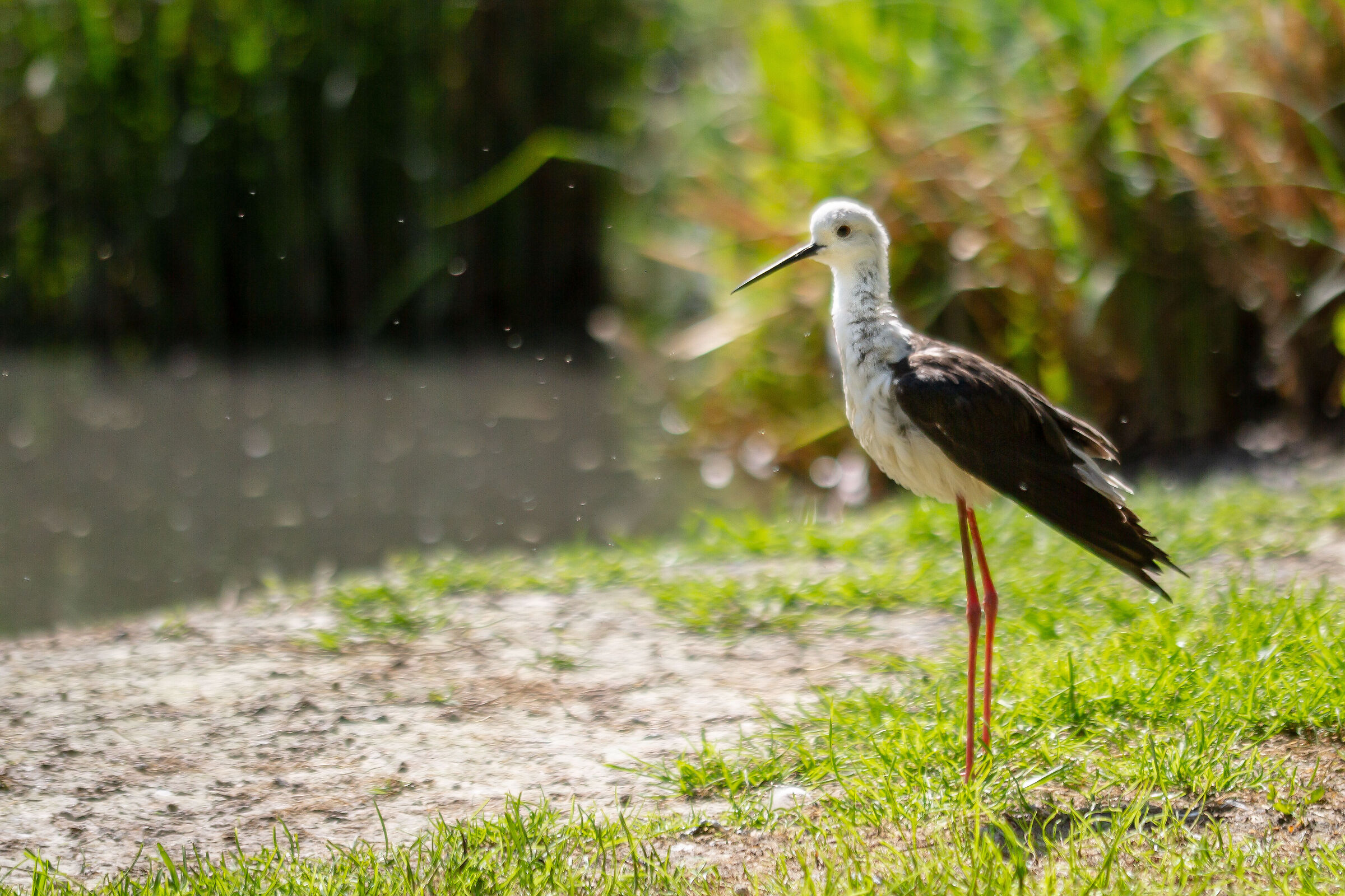 Knight of Italy - Oasis of Sant'Alessio