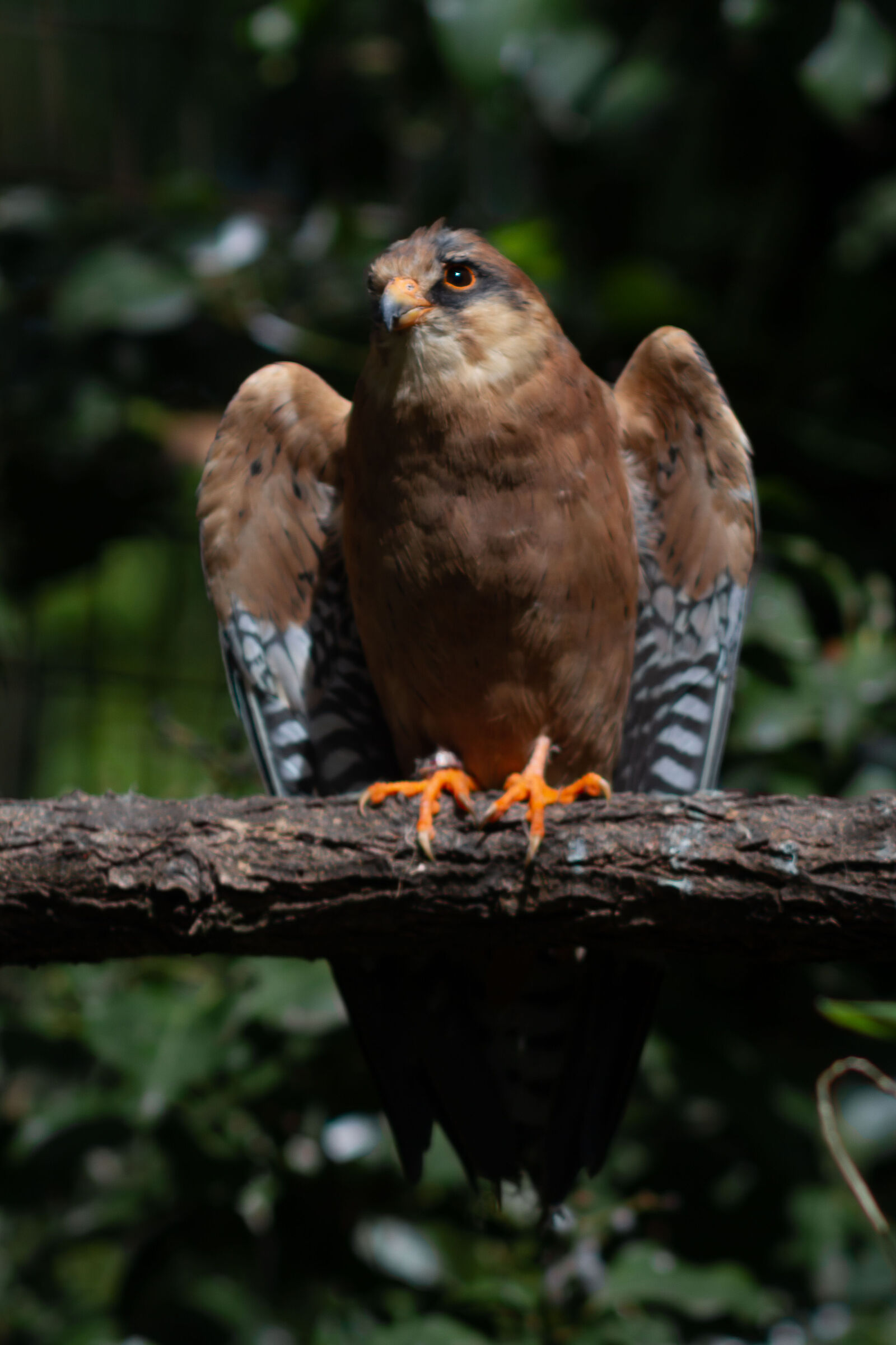Kestrel - Oasis of Sant'Alessio