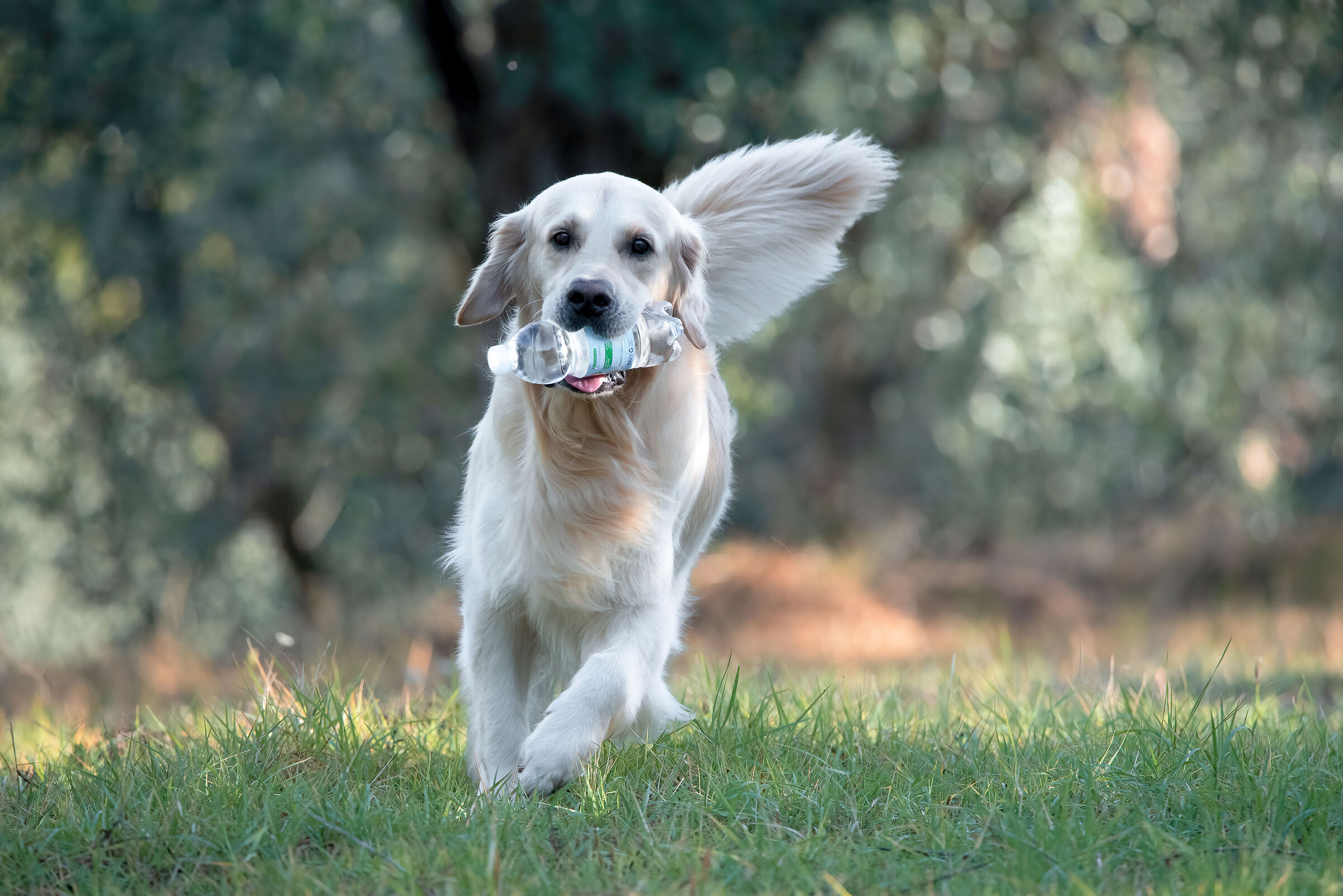 Freddie - Golden retriver