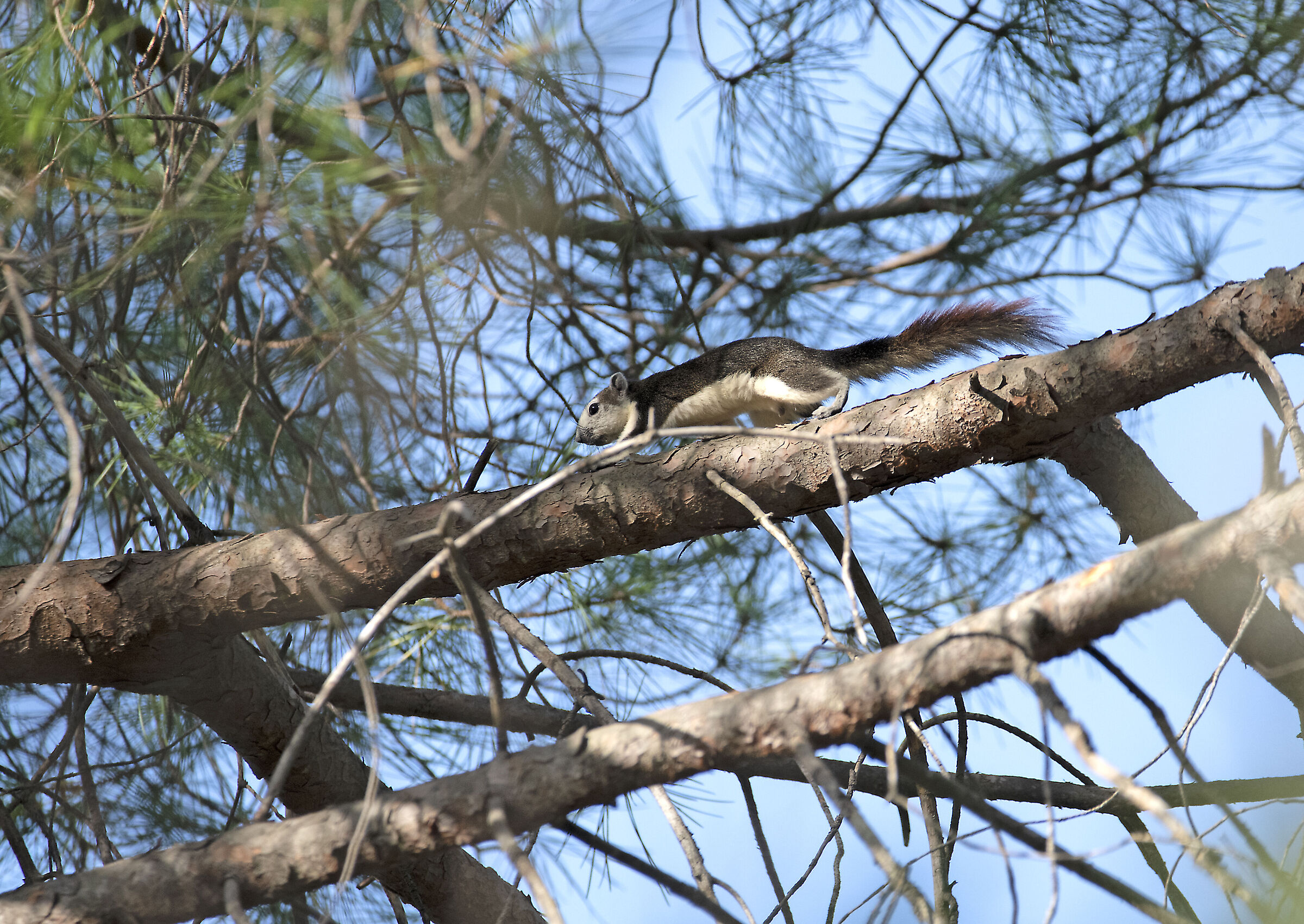 VARIABLE SQUIRREL (Callosciurus finlaysonii)