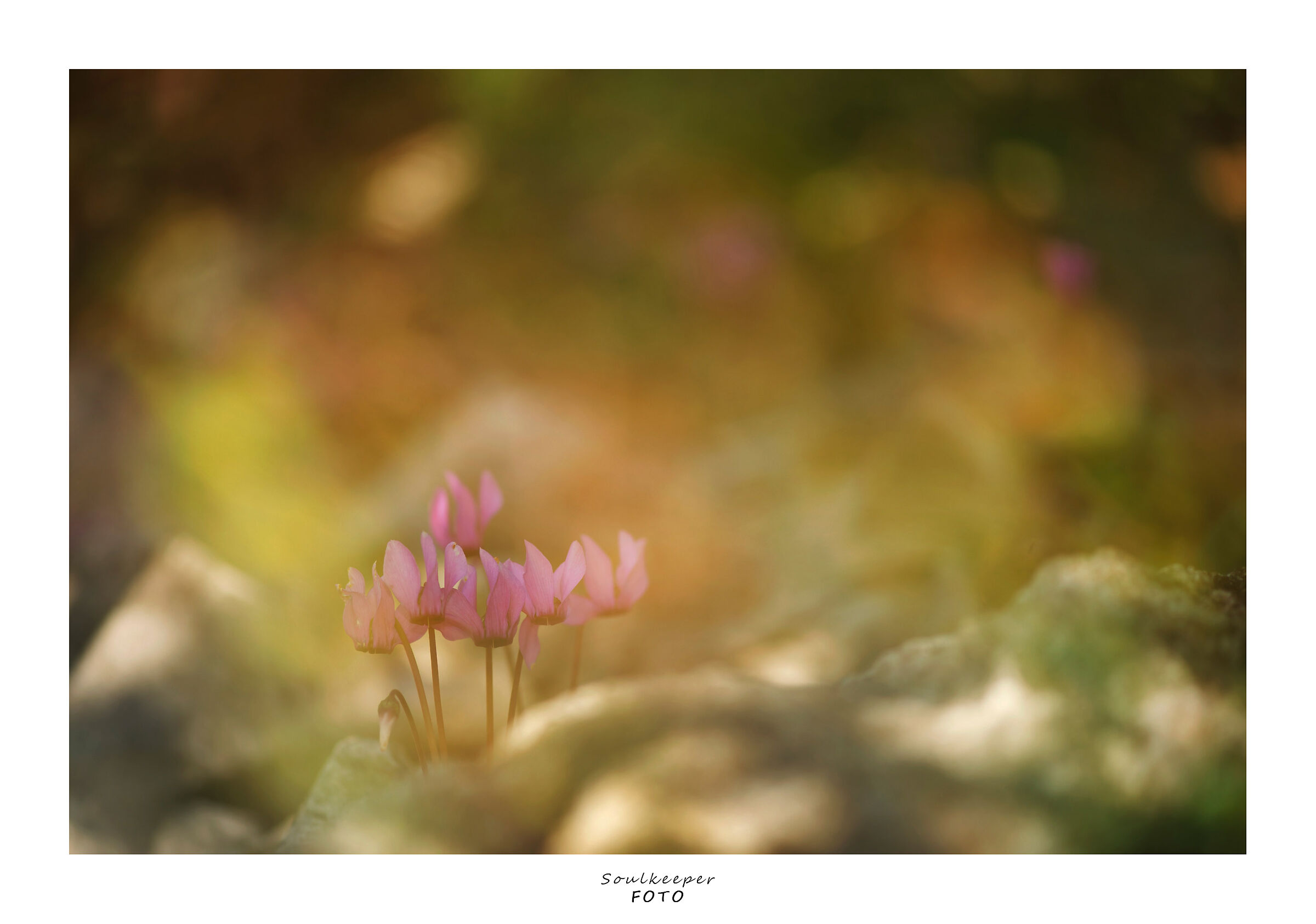 Undergrowth in multicolor.
