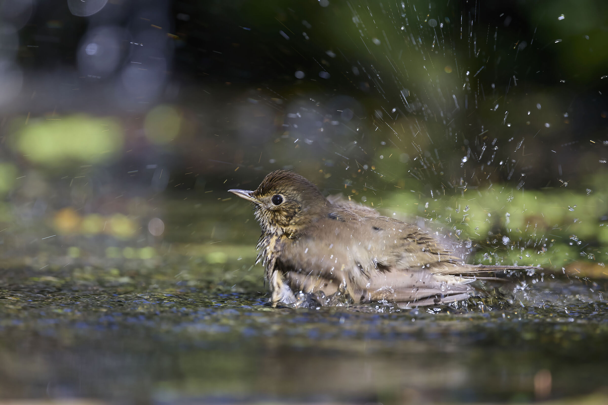 Redwing