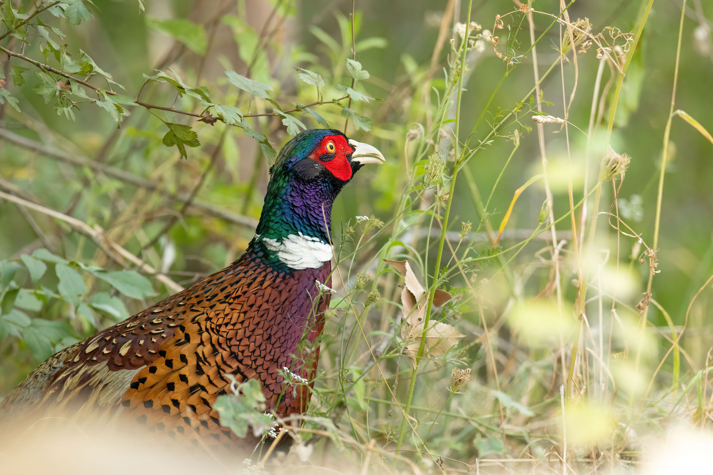 Pheasant set