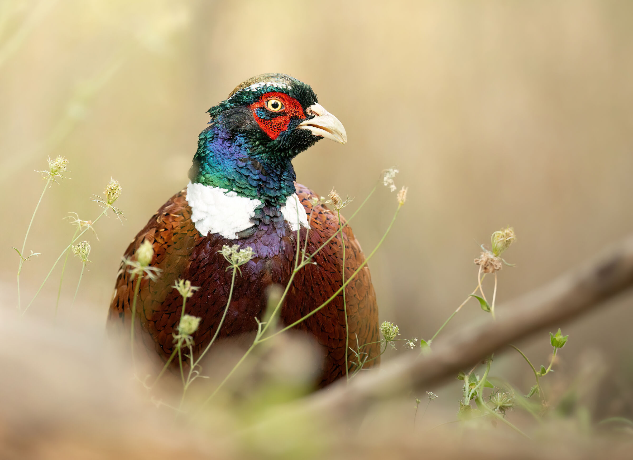 pheasant and flowers
