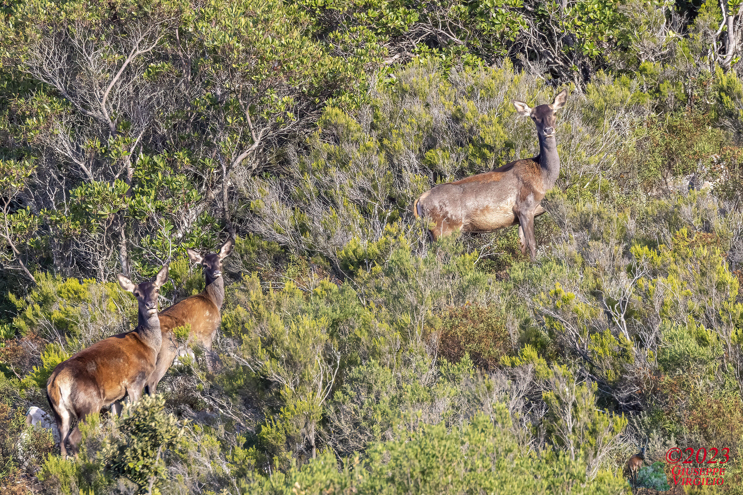 Sardinian deer female (Sardinia) 2023