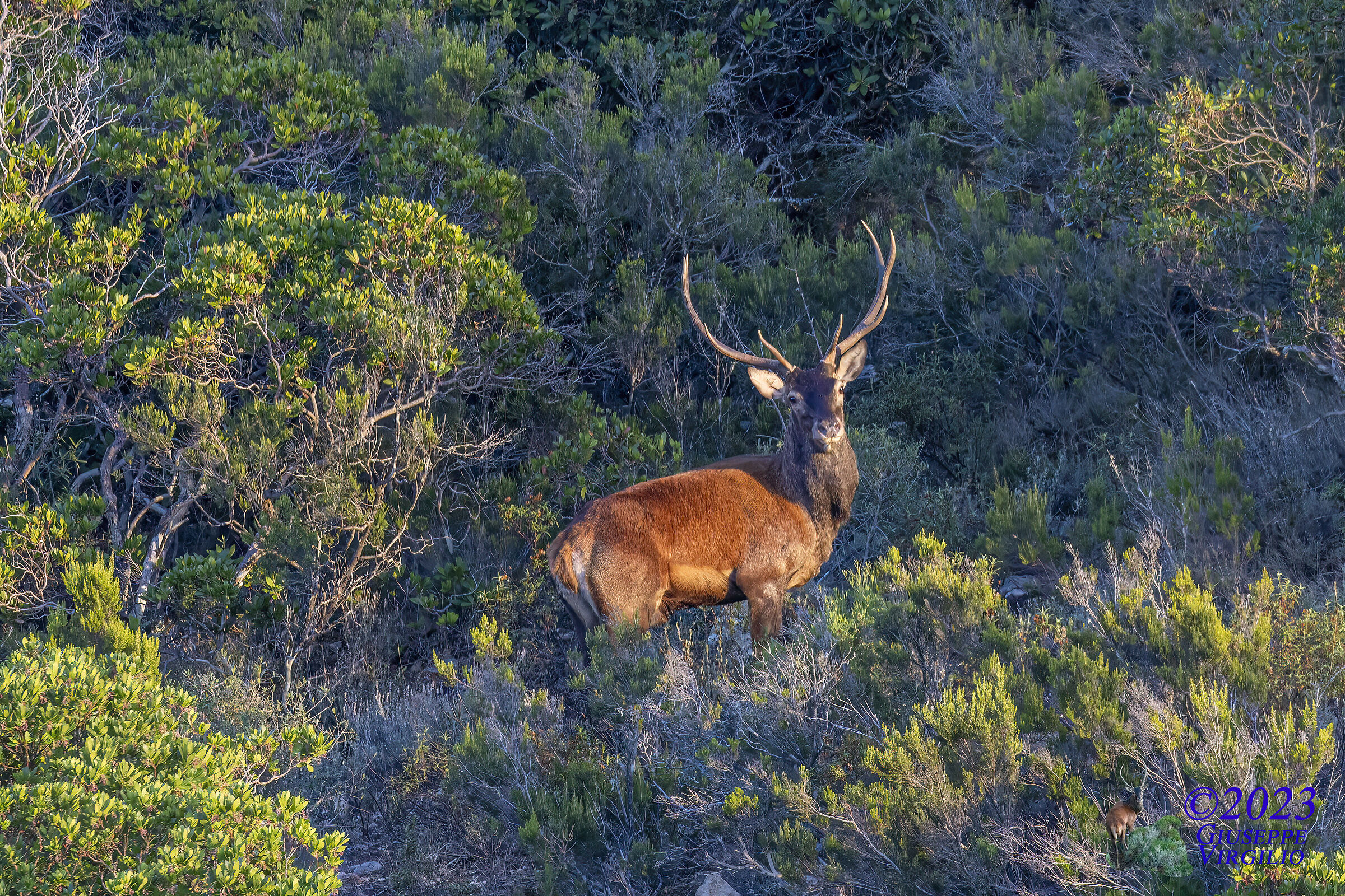 Sardinian deer male (Sardinia) 2023