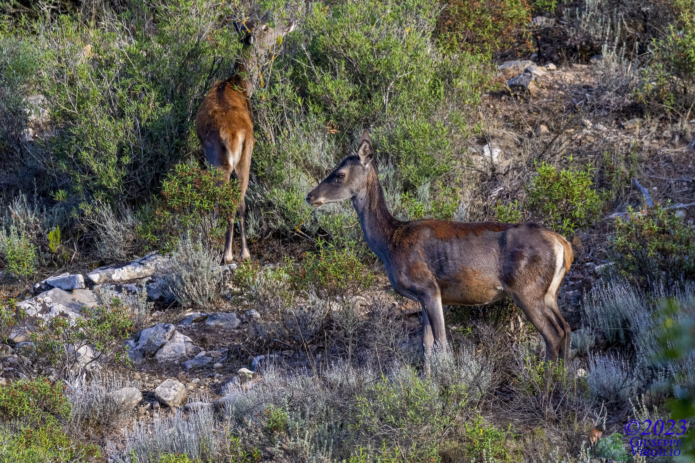 Sardinian deer female (Sardinia) 2023