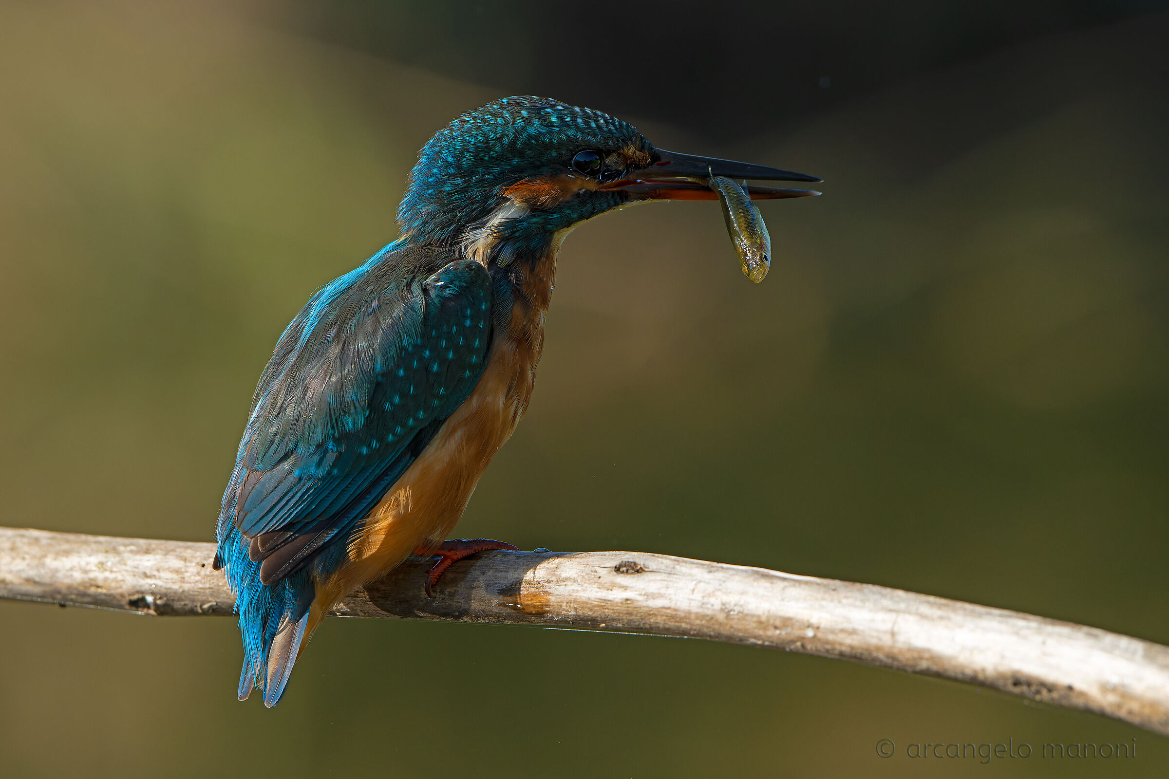 Quando la luce mette in risalto lo sgomento della preda