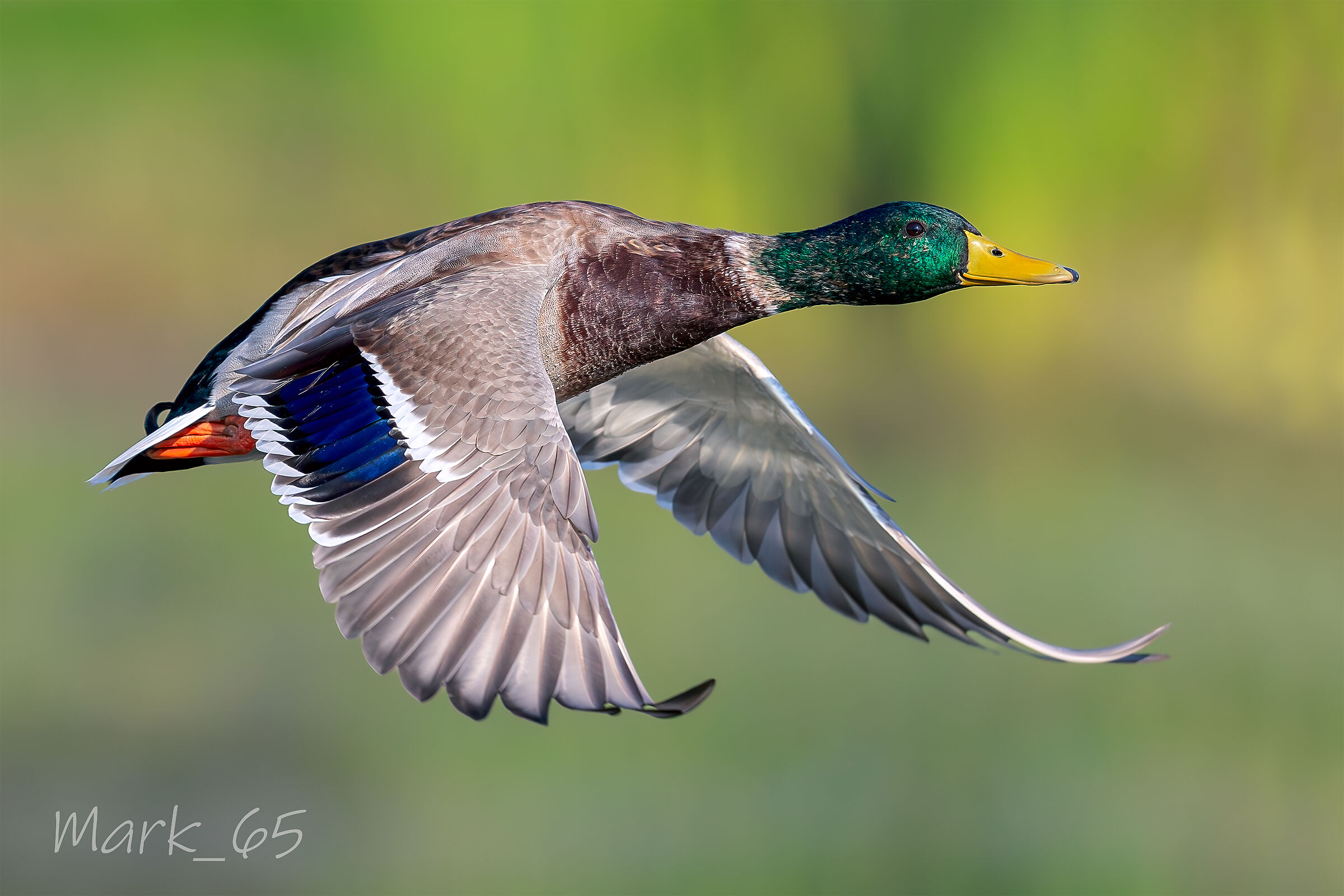mallard