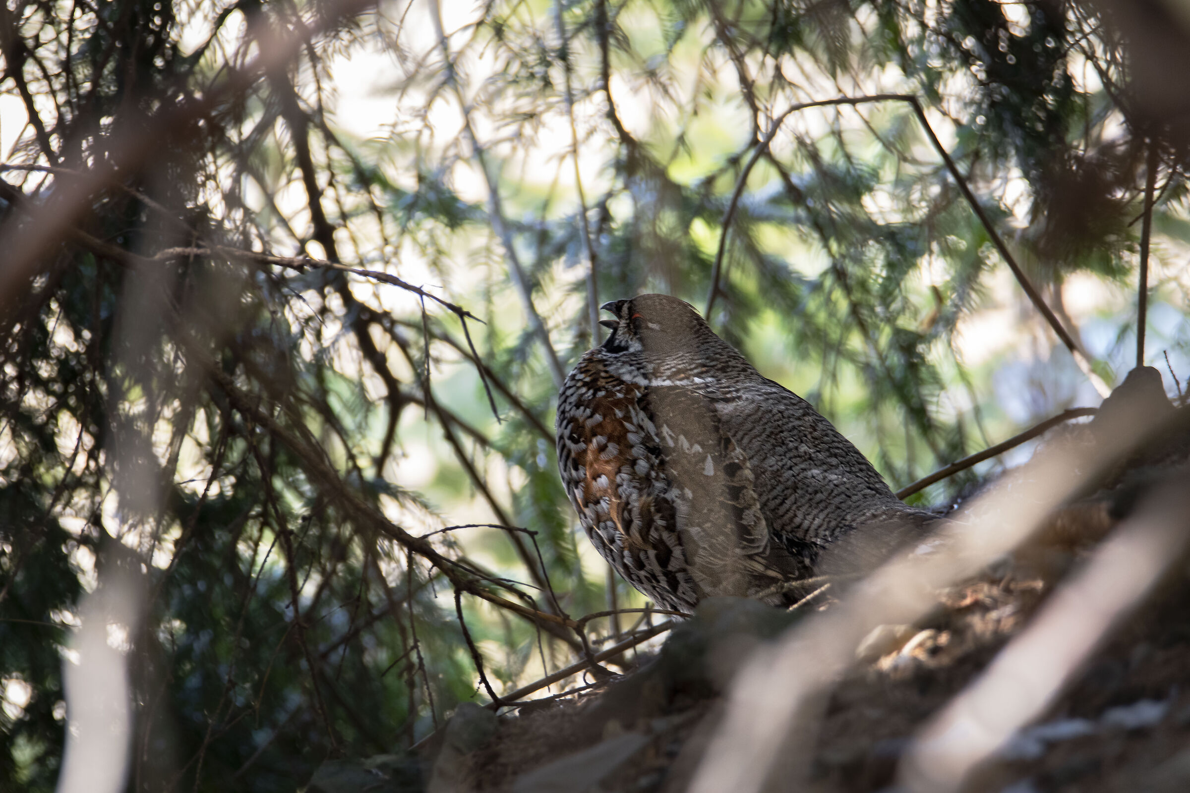 The song of the mountain francolin