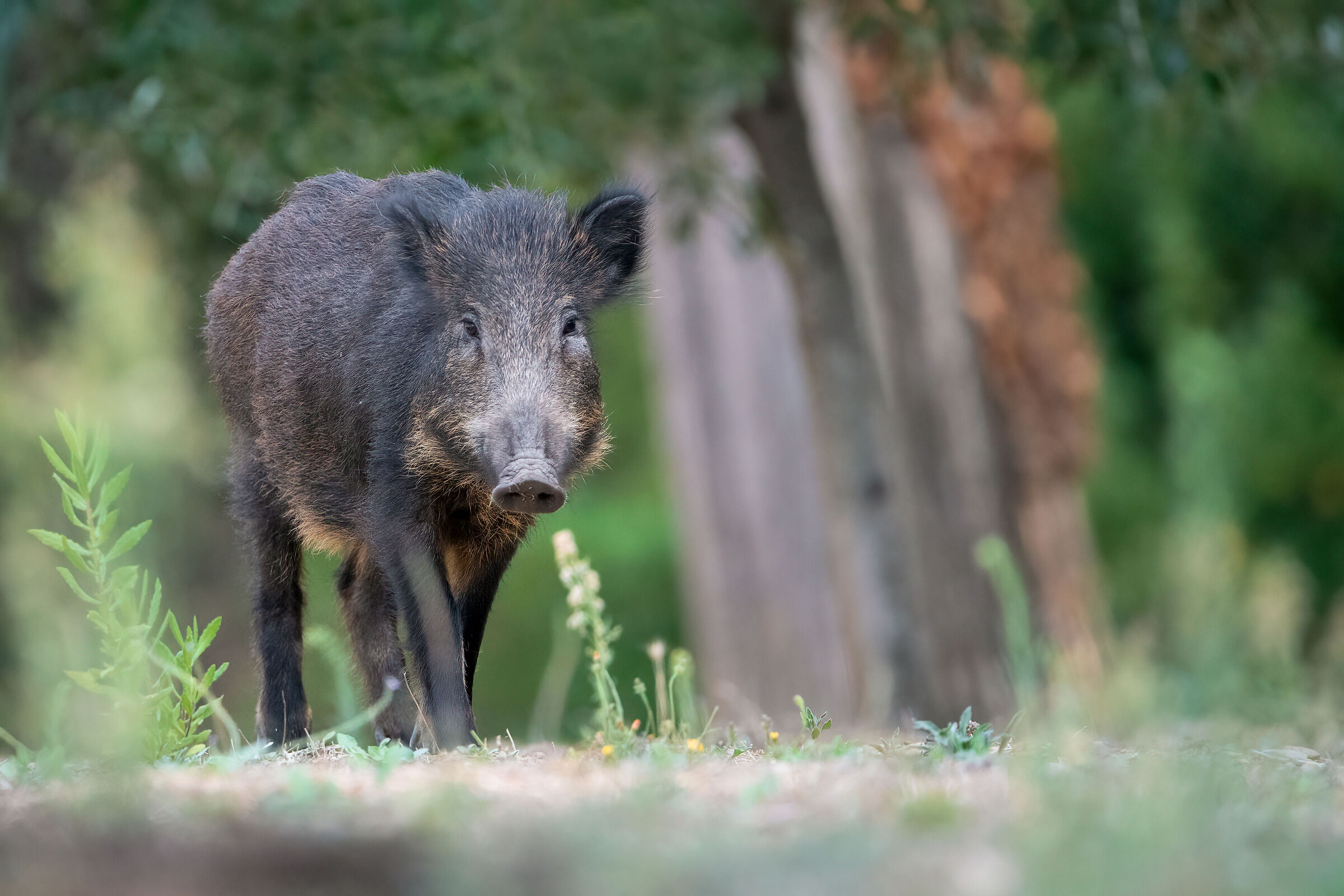 Young Boar - Tuscany October 2023