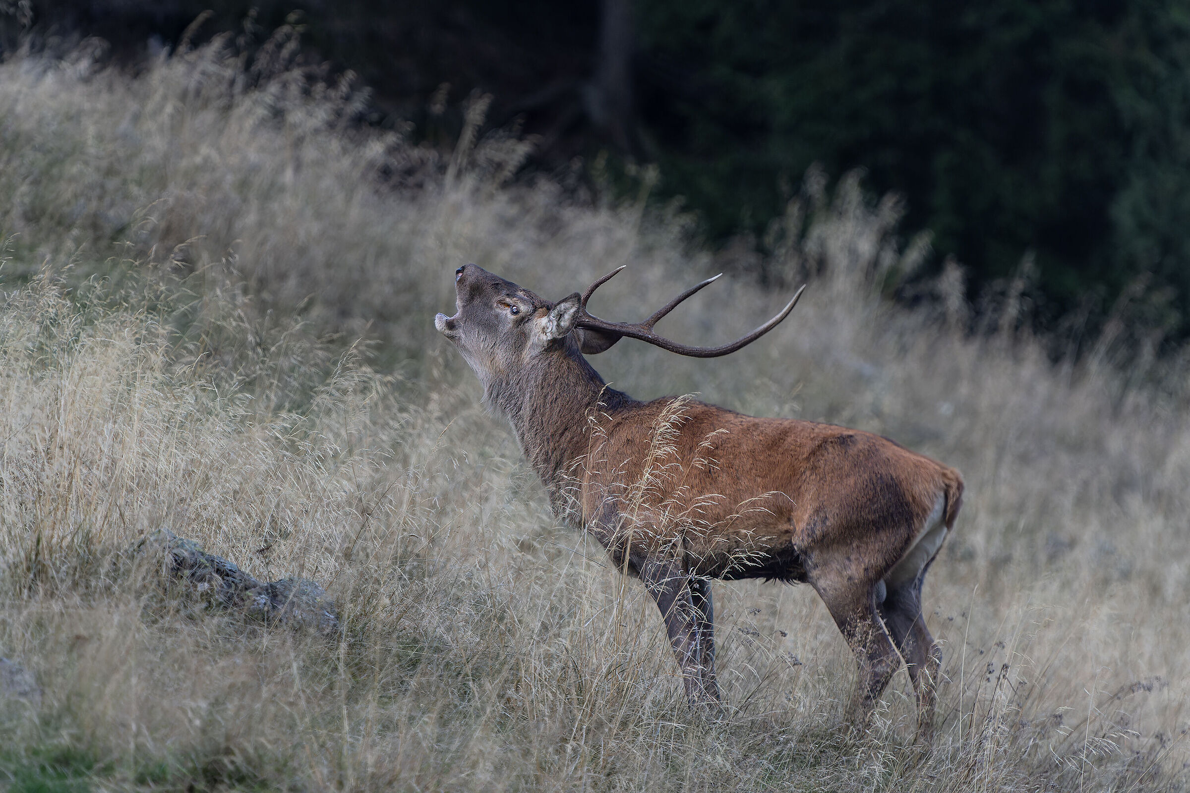 Unicorn deer