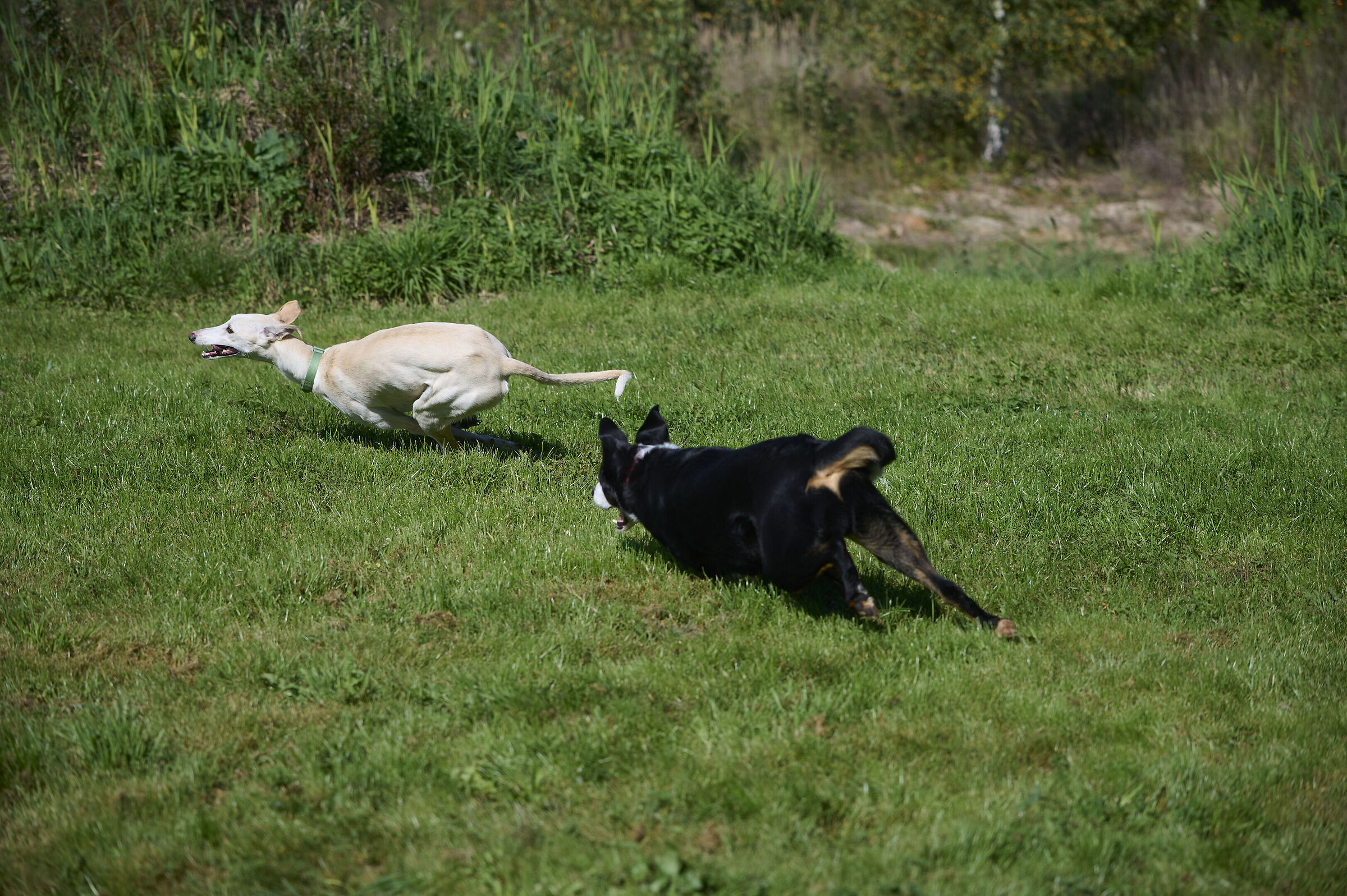 I cani giocavano e noi eravamo i pali dello slalom.