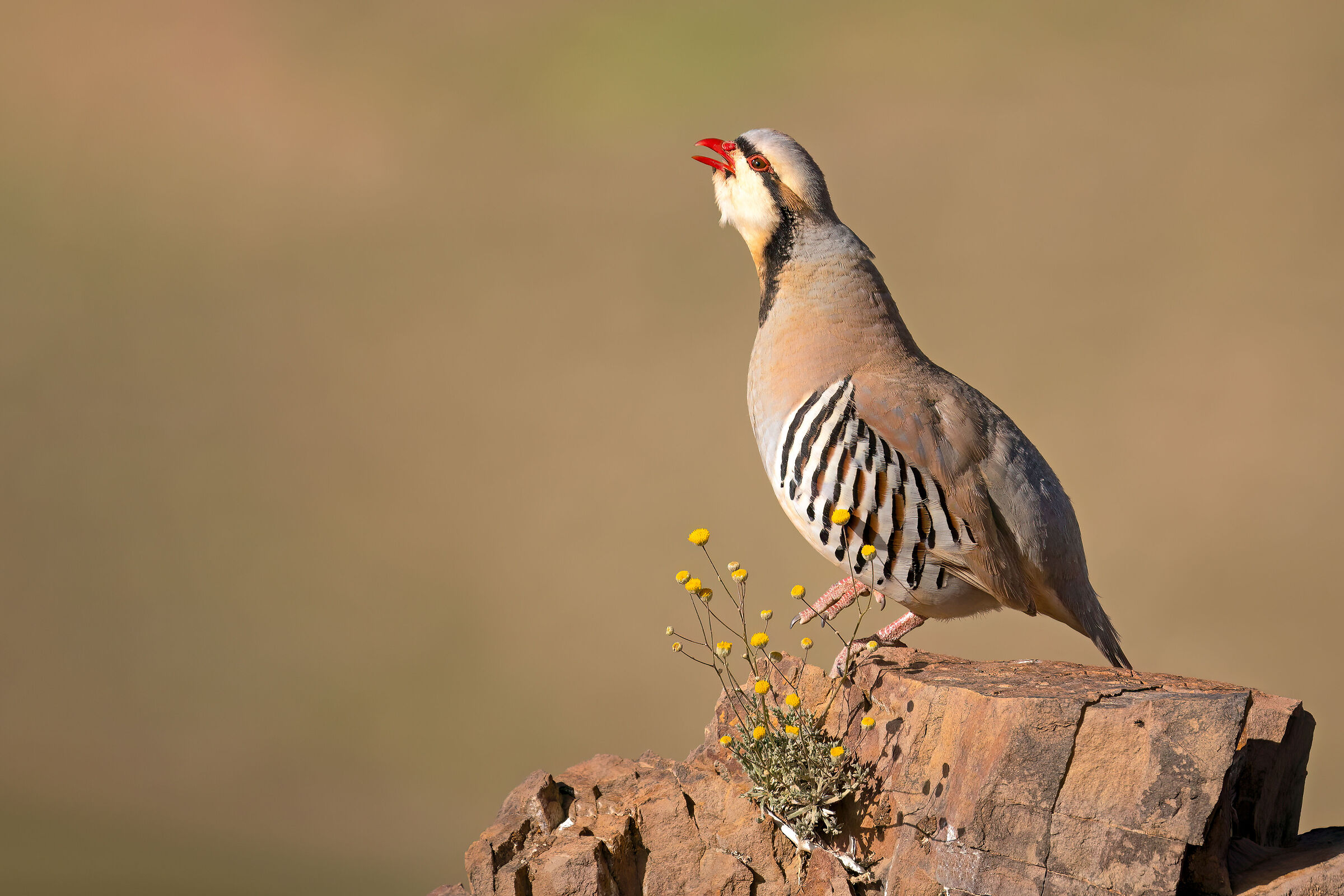 Pernice di Chukar