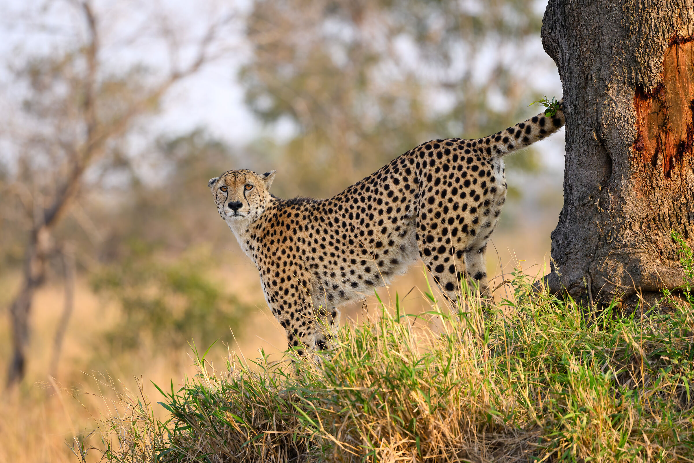 Cheetah