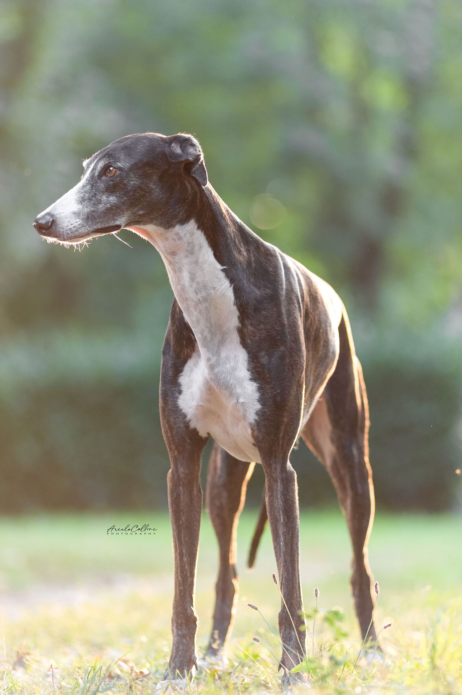 Phoebe baciata dal sole