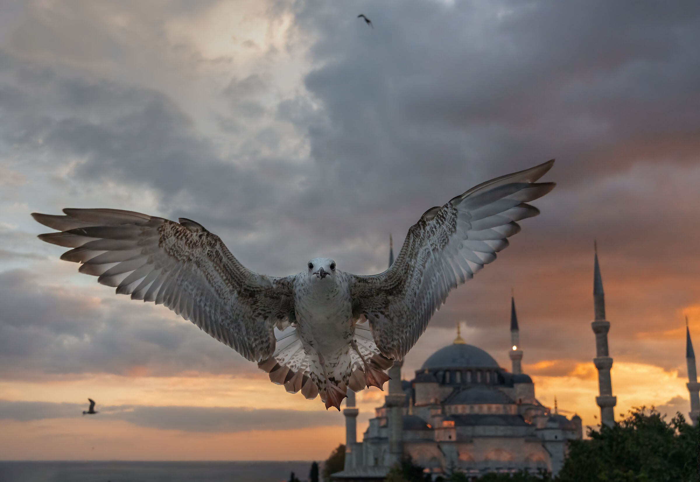 Seagull and Blue Mosque