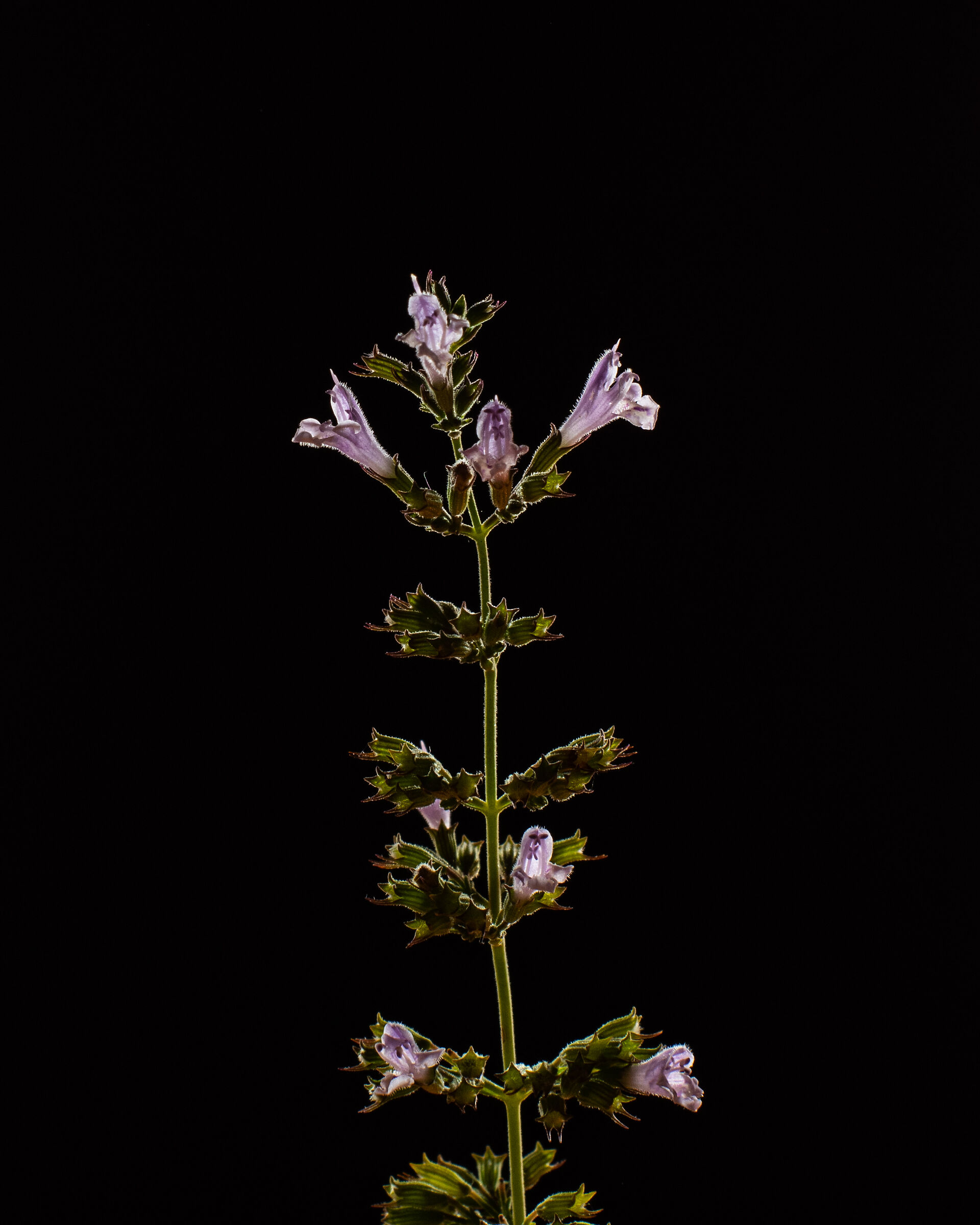 Purple flowers