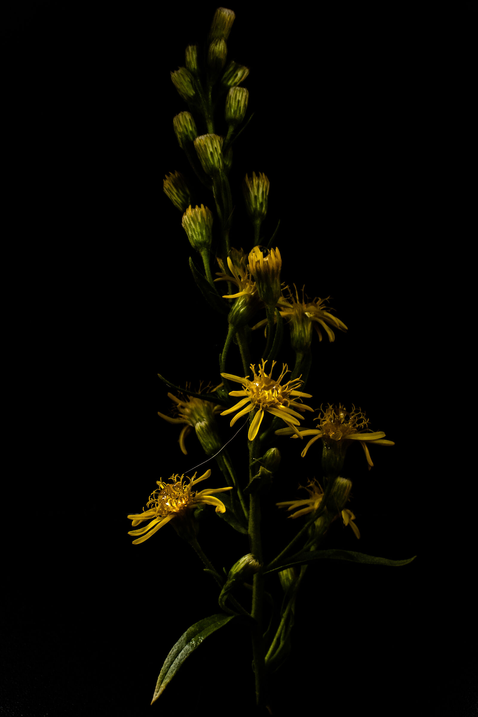 Inula viscose