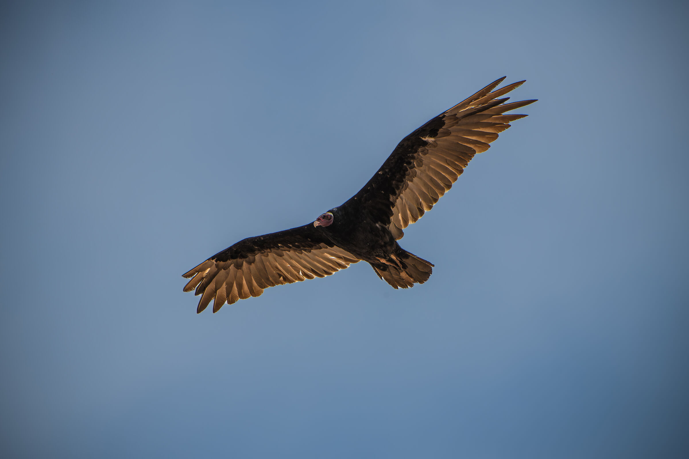 Red-headed vulture