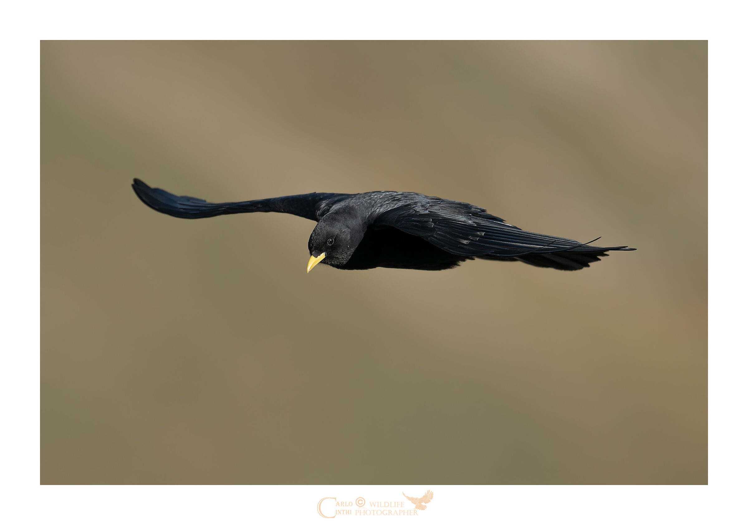 Alpine chough
