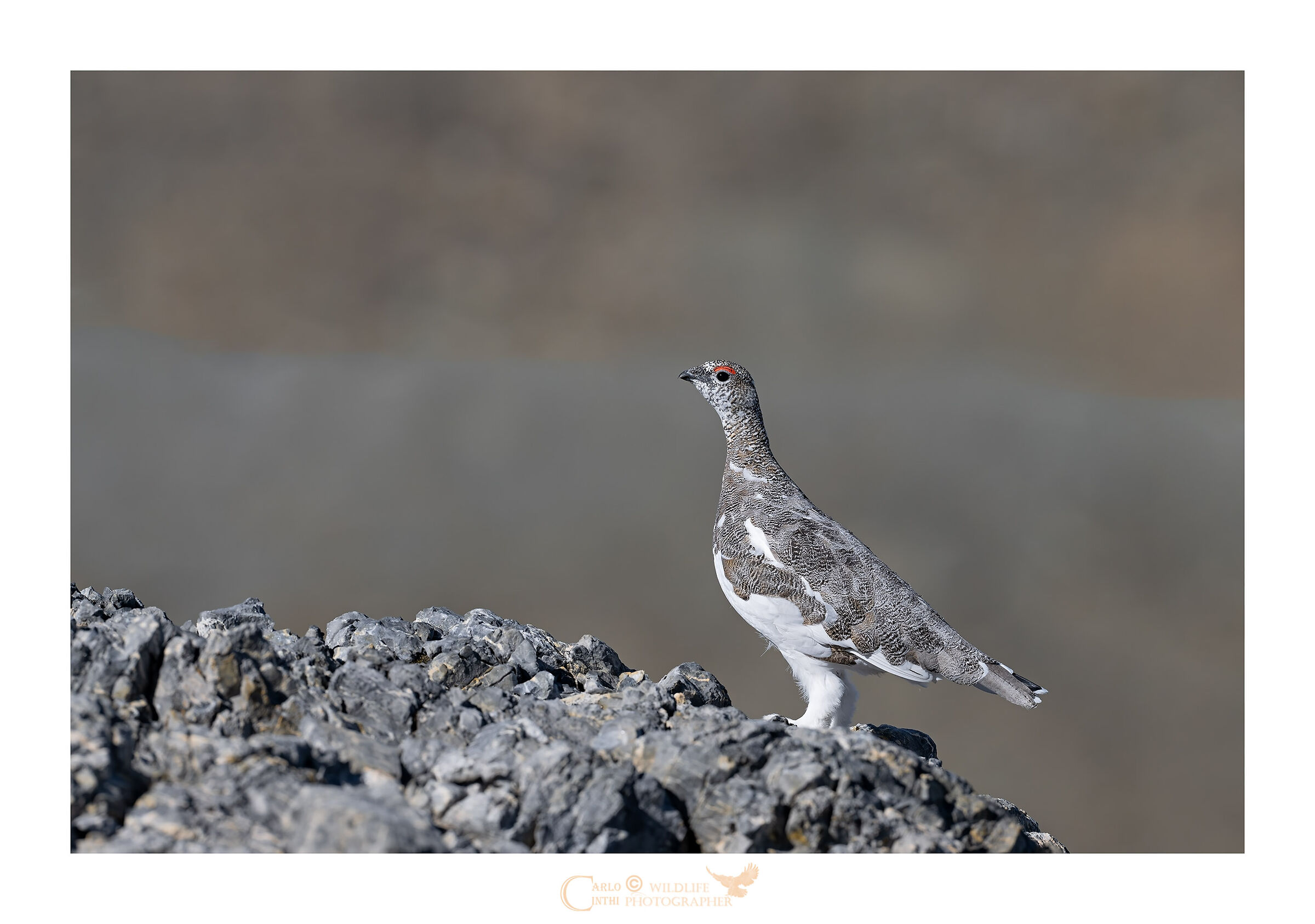Ptarmigan