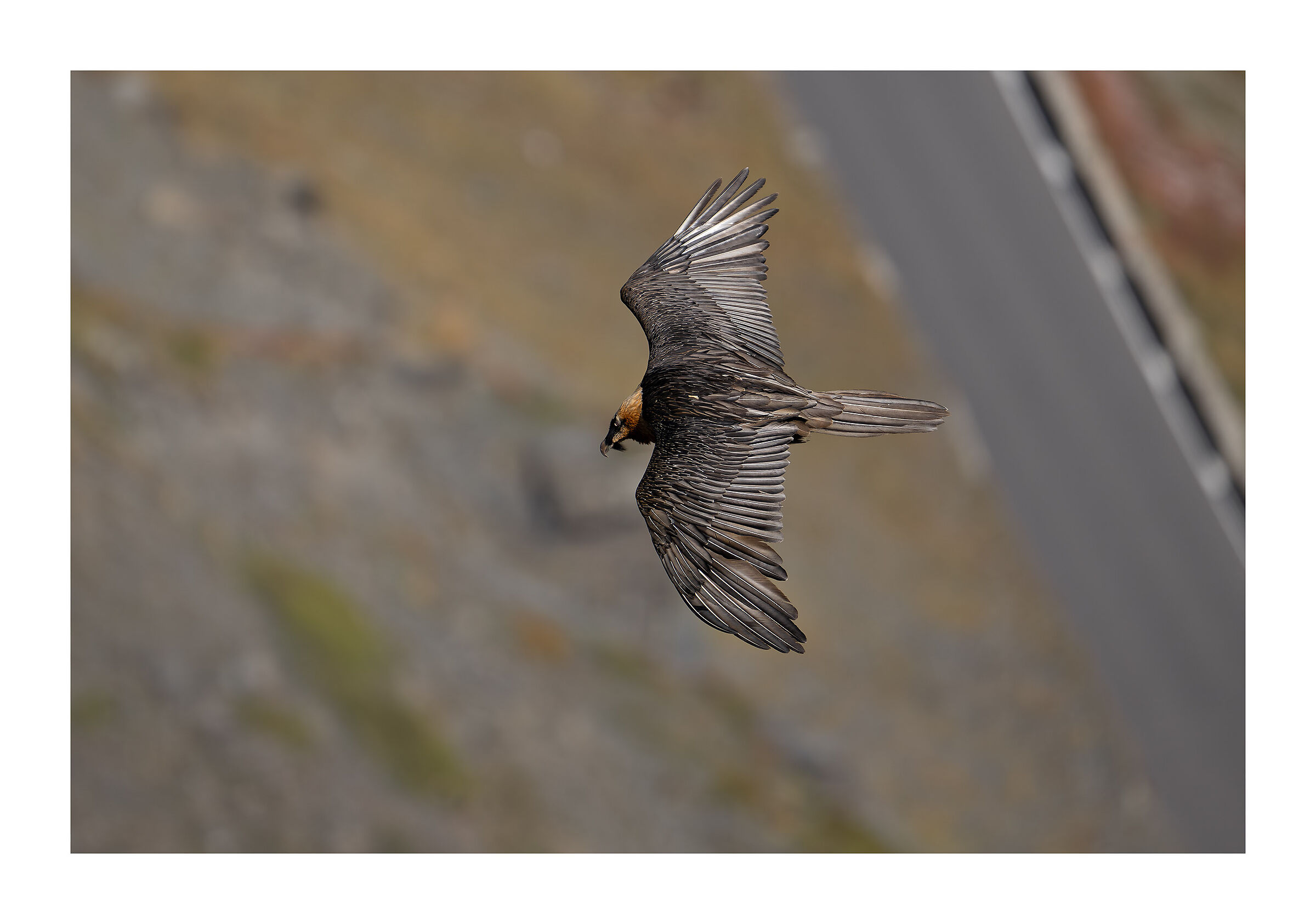 Bearded vulture