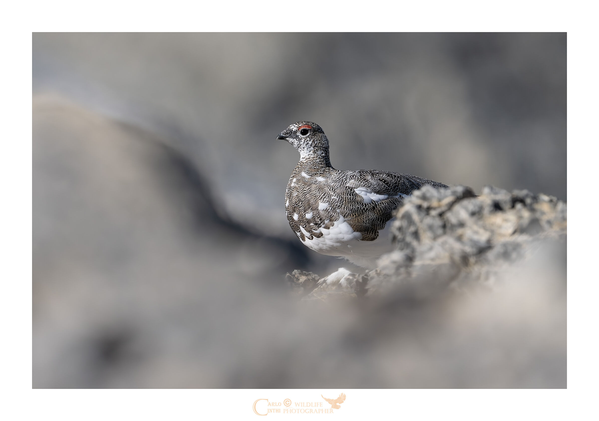 Ptarmigan
