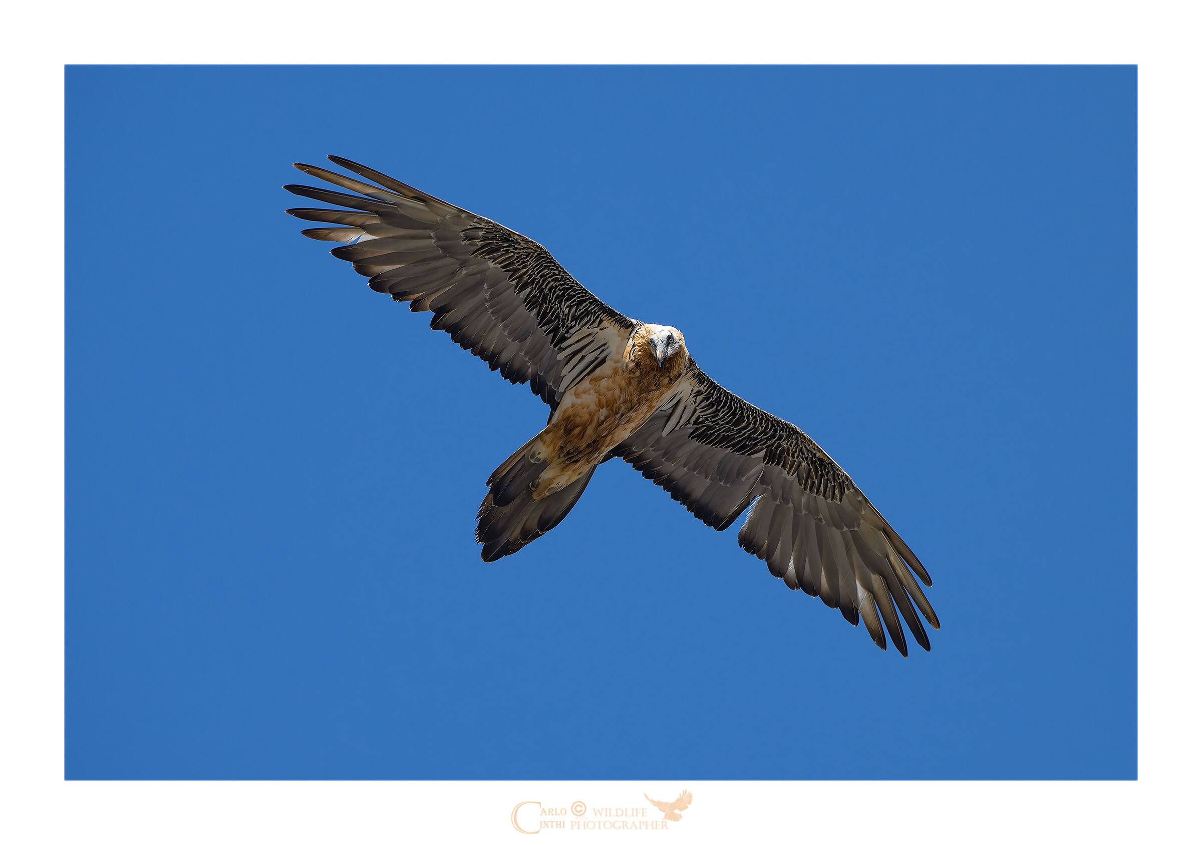 Bearded vulture
