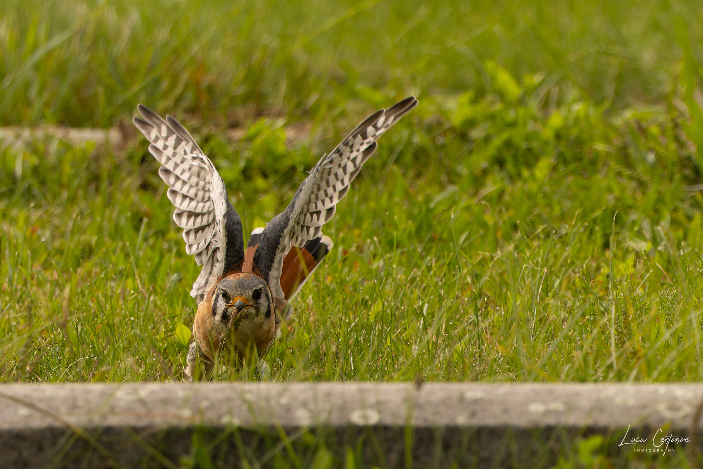 American Kestrel (Falco sparverius) Gheppio Americano