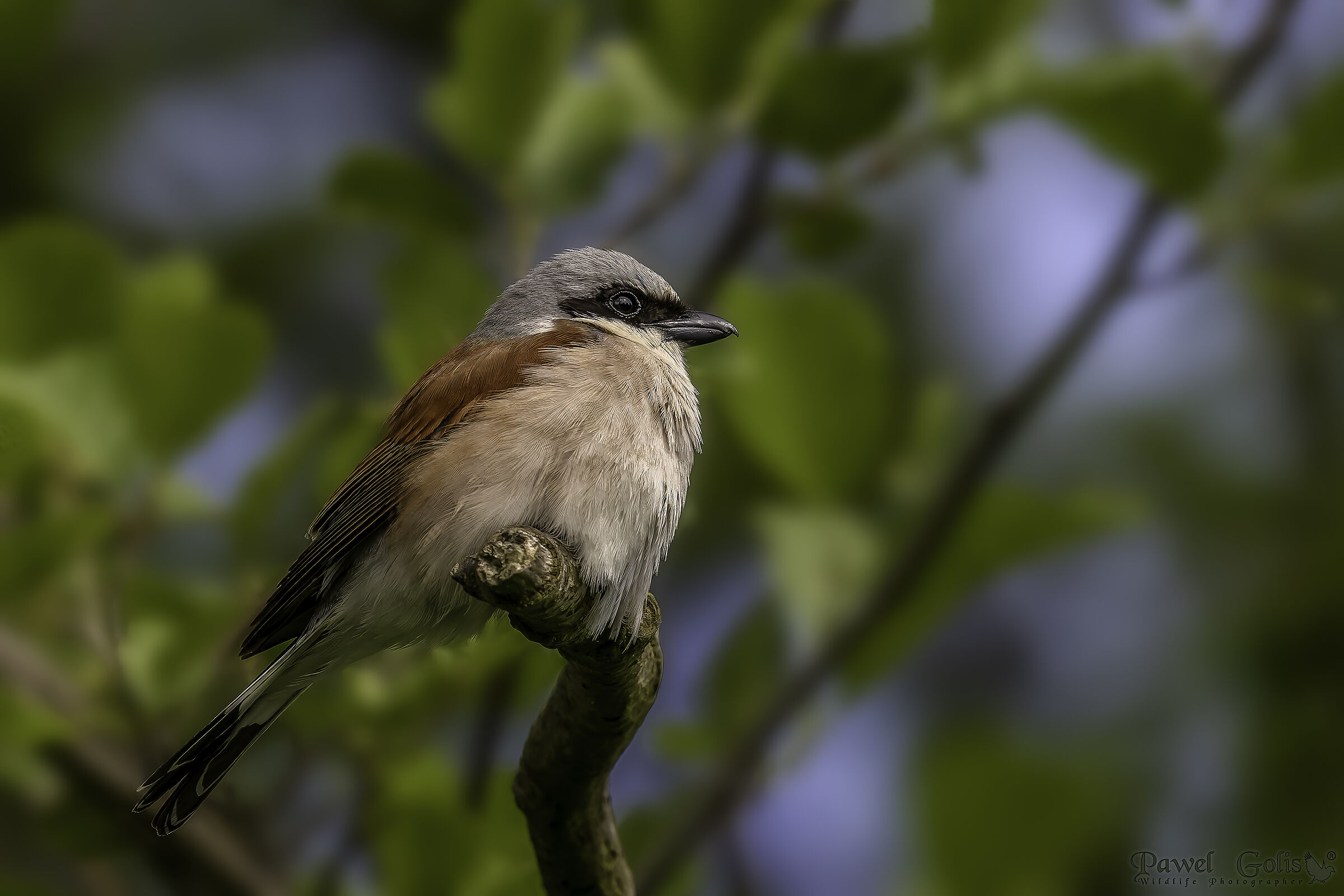 Averla dorsorosso (Lanius collurio)