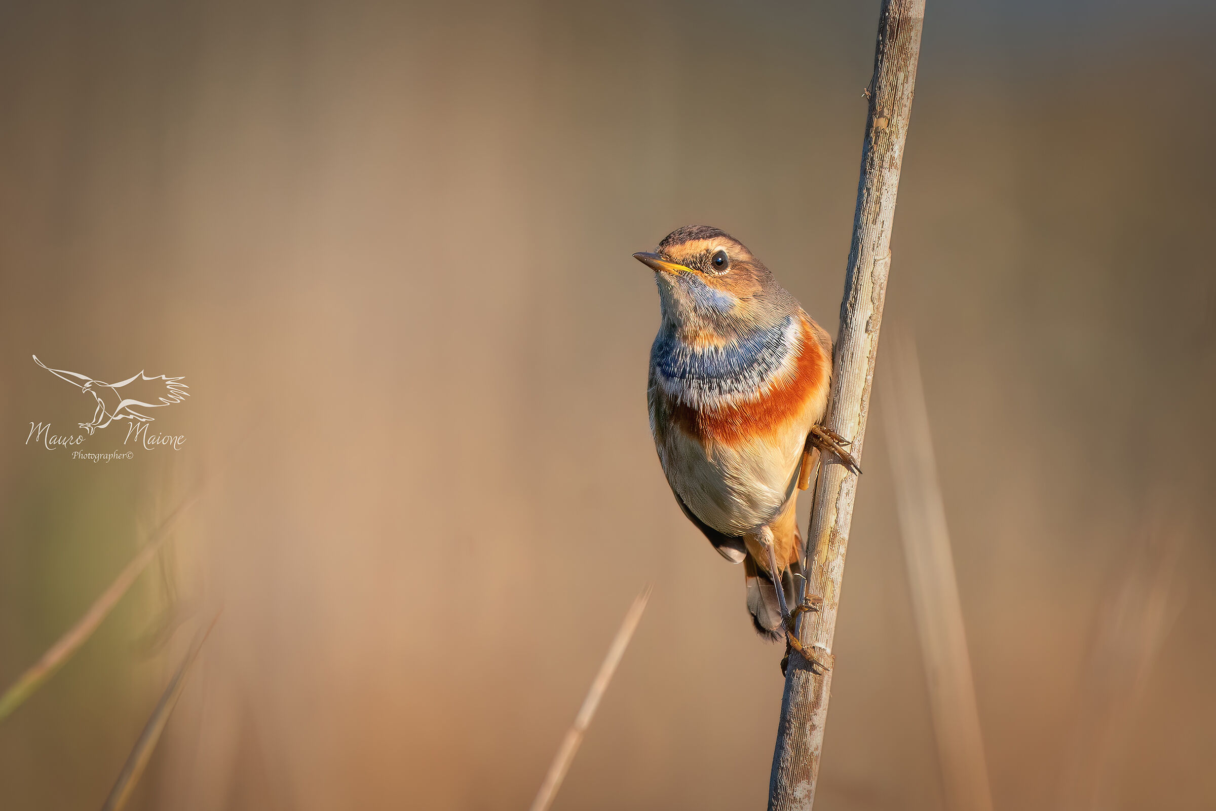 bluethroat