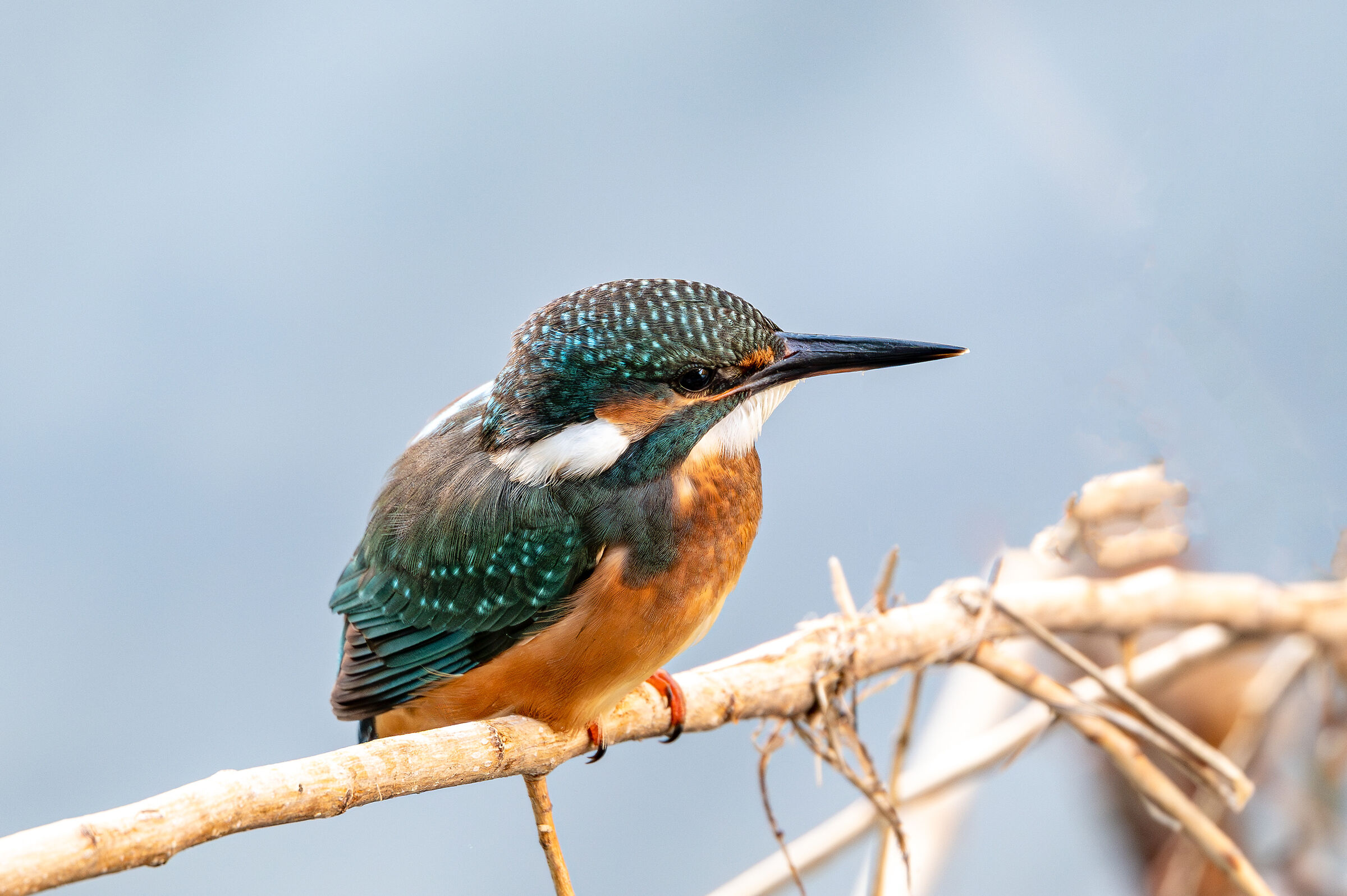 Kingfisher