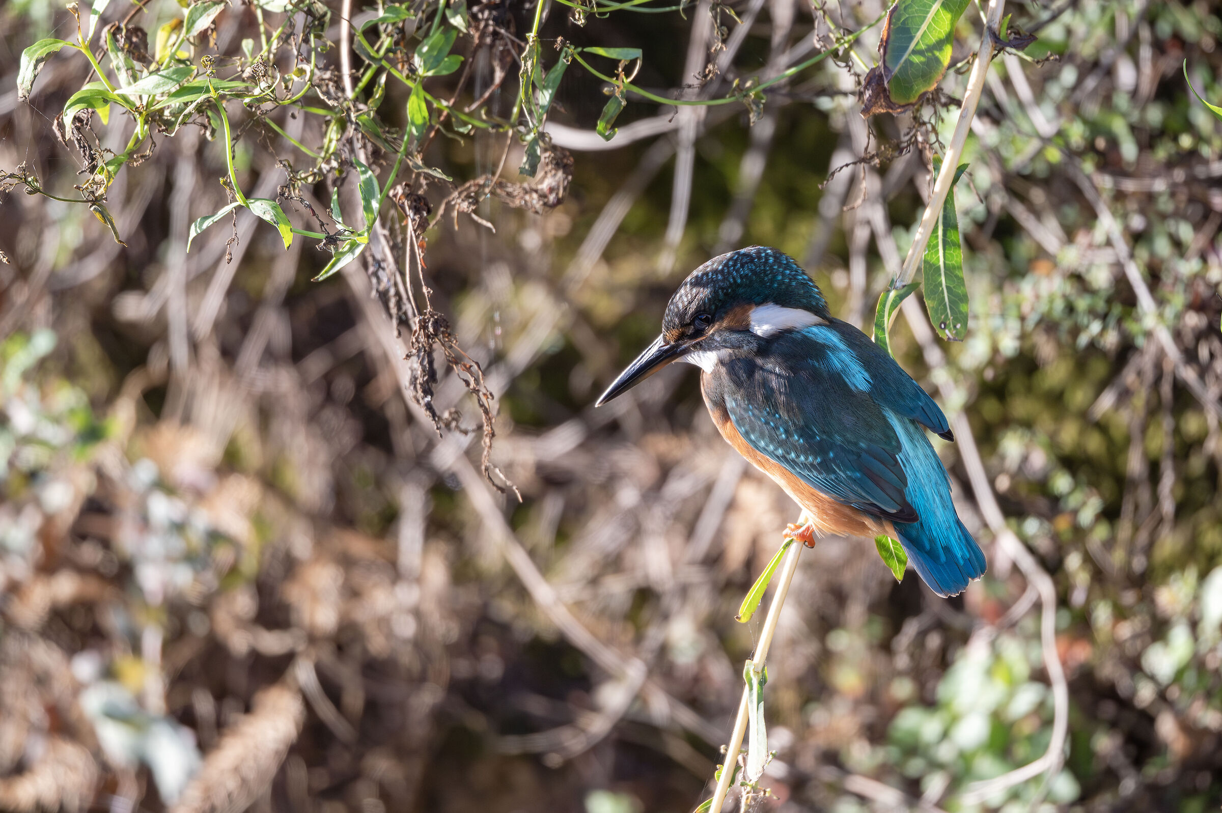 Kingfisher