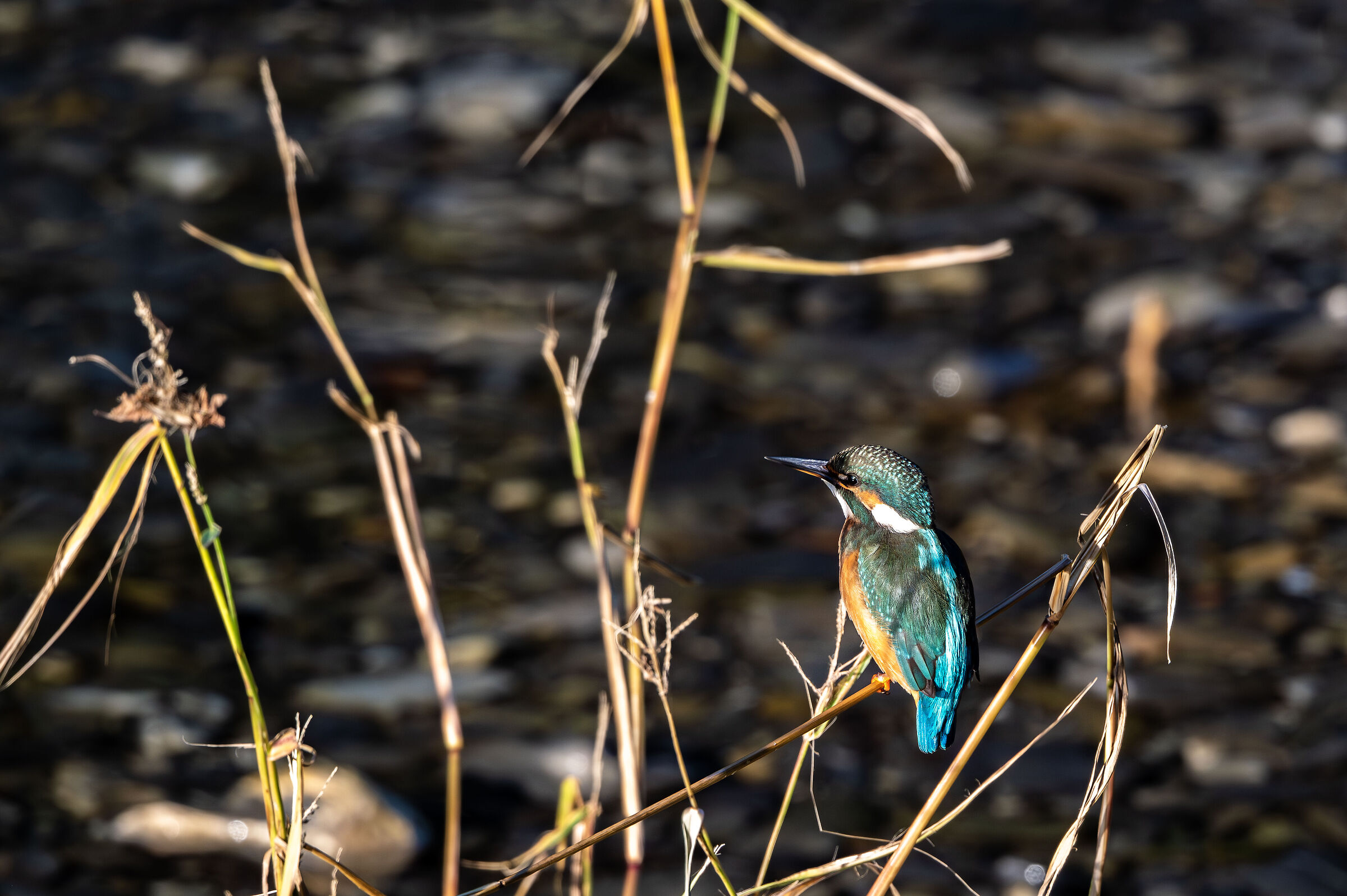 Kingfisher