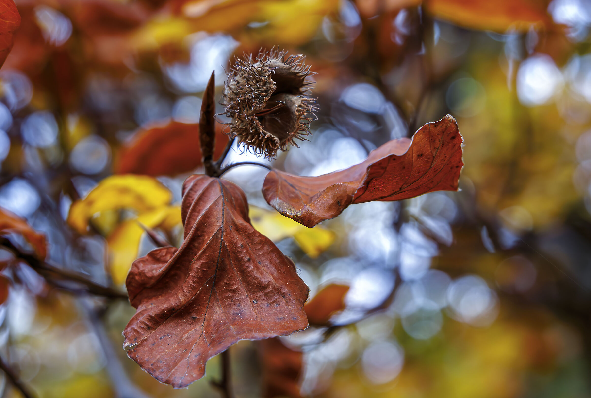 Chestnut tree