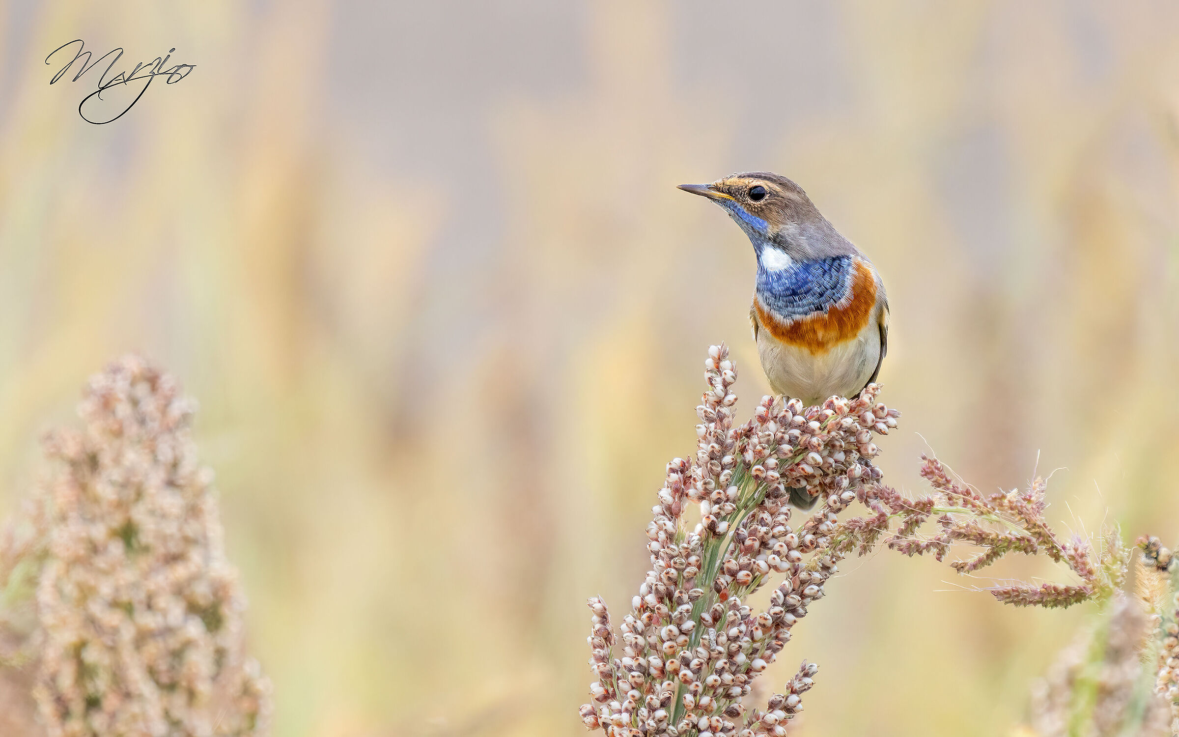 Still him... Blue-breasted (Luscinia svecica)