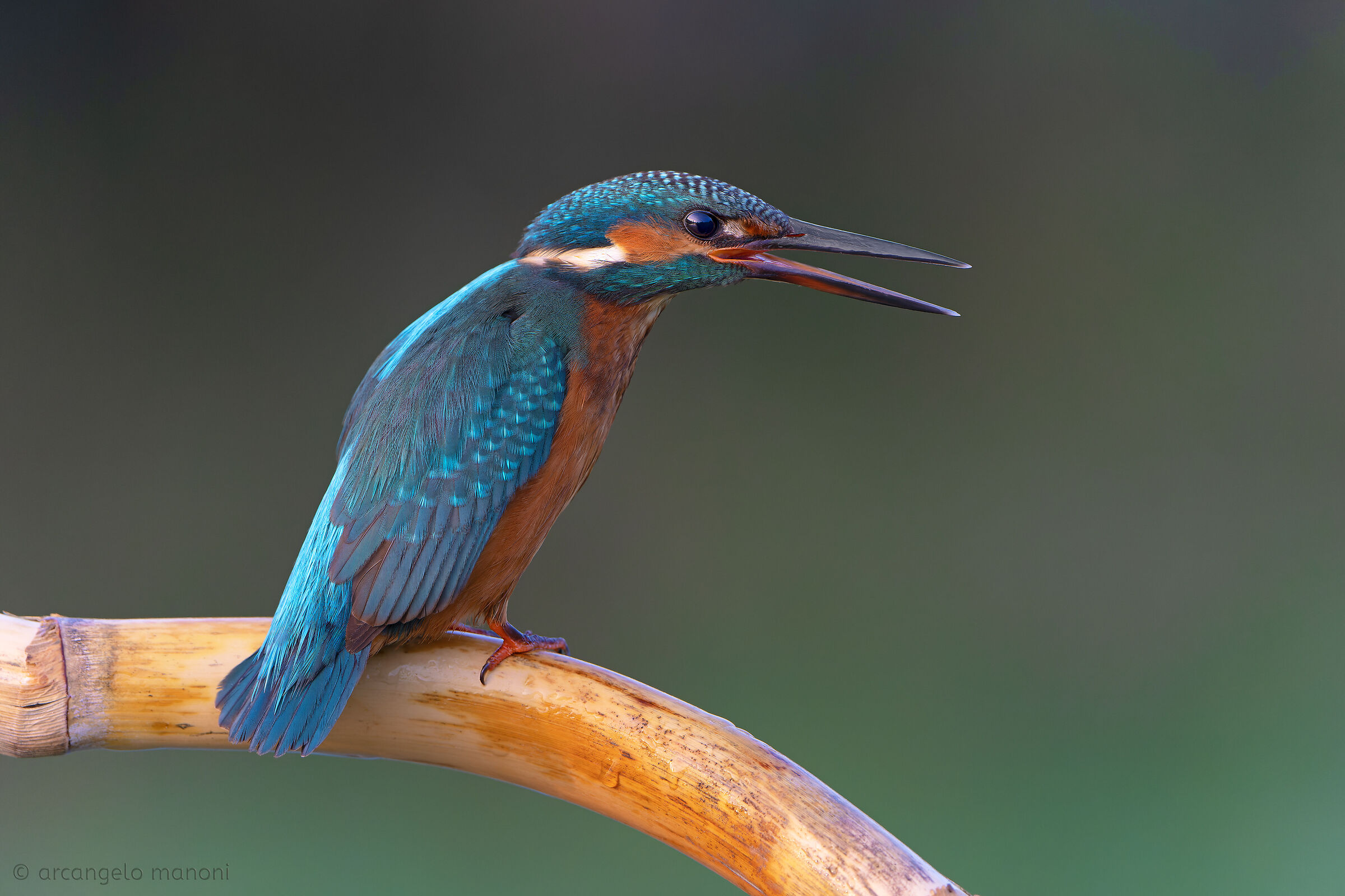 La gioia di avere l'alba mei suoi occhi