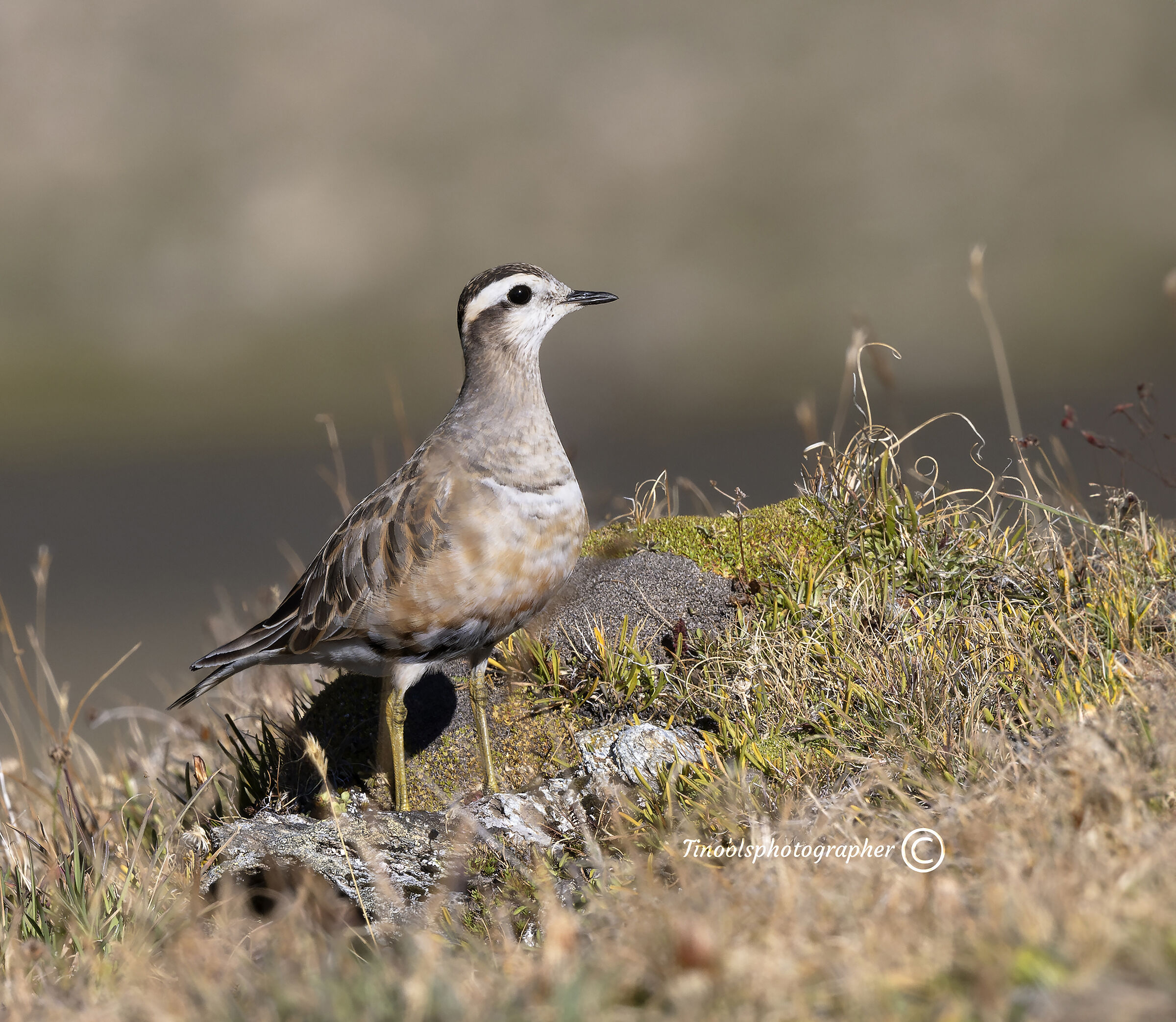 Piviere tortolino (Charadrius morinellu)