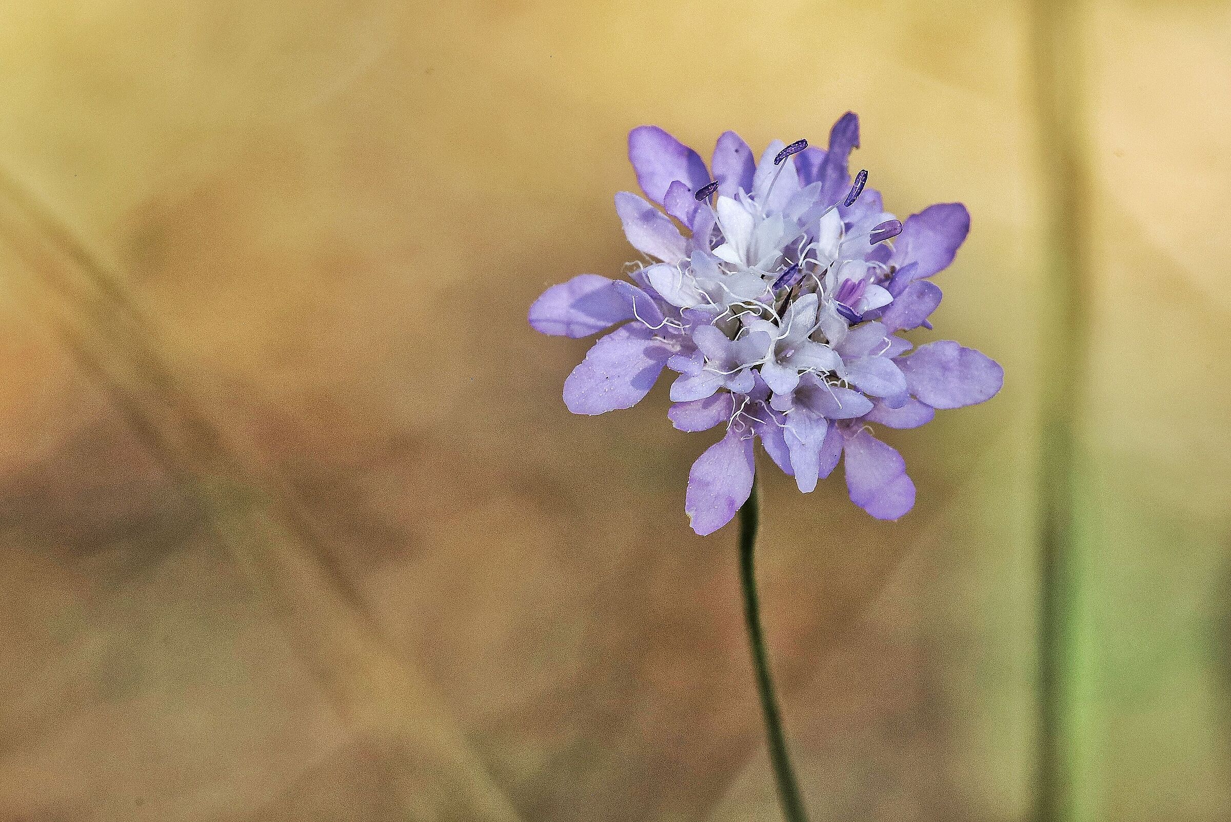 Scabiosa atropurpurea