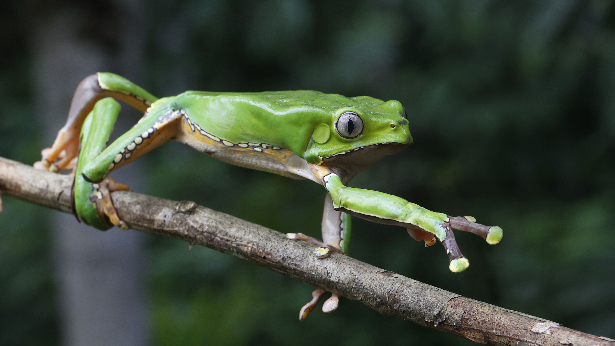Phyllomedusa bicolor