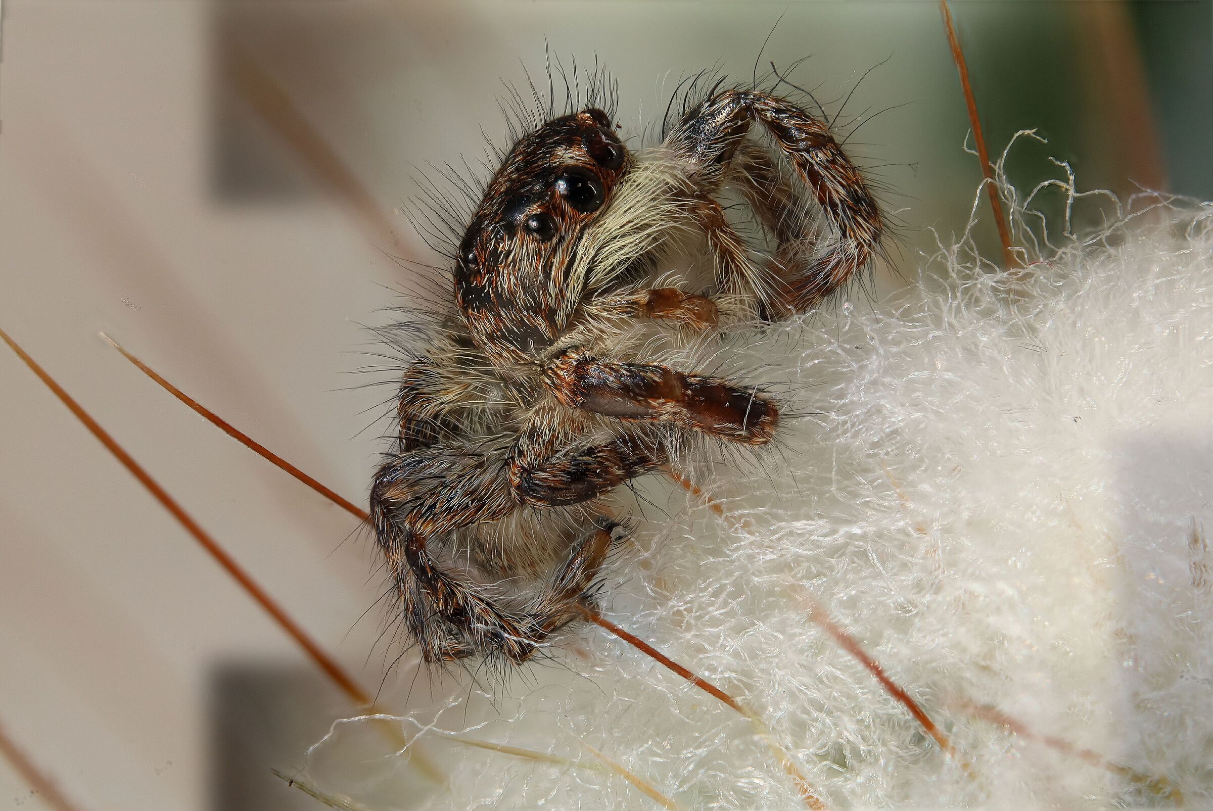 Sitticus pubescens