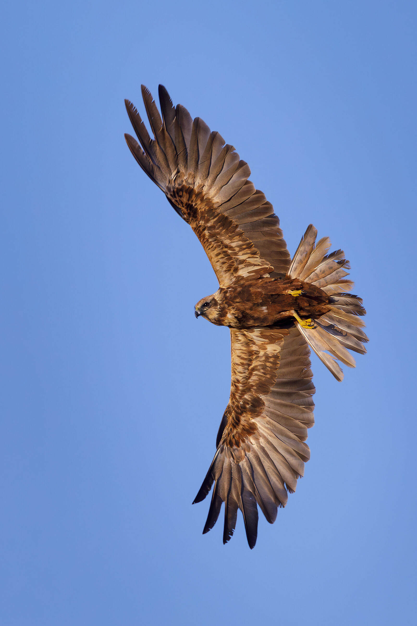 Marsh harrier