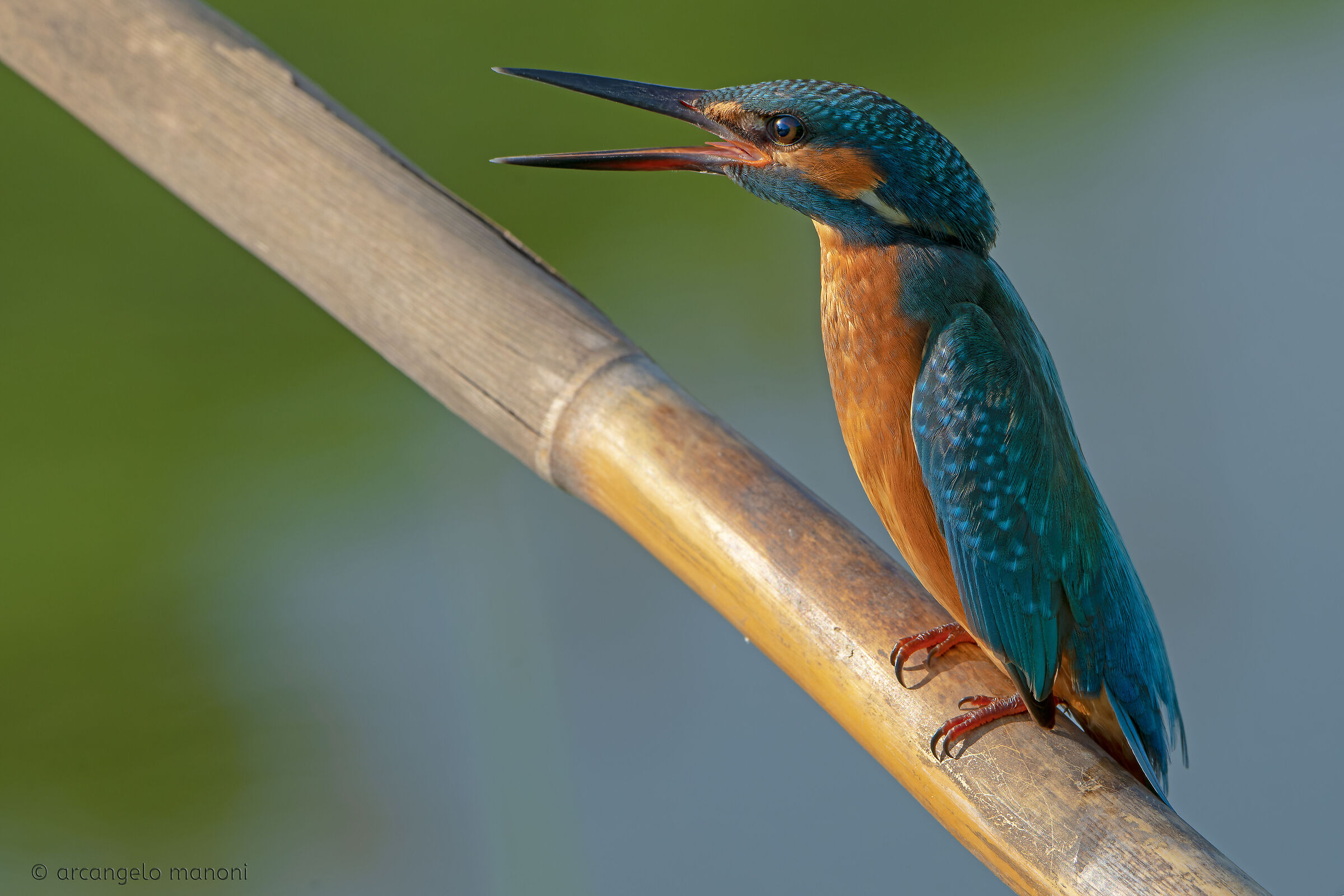 Meravigliosa creatura