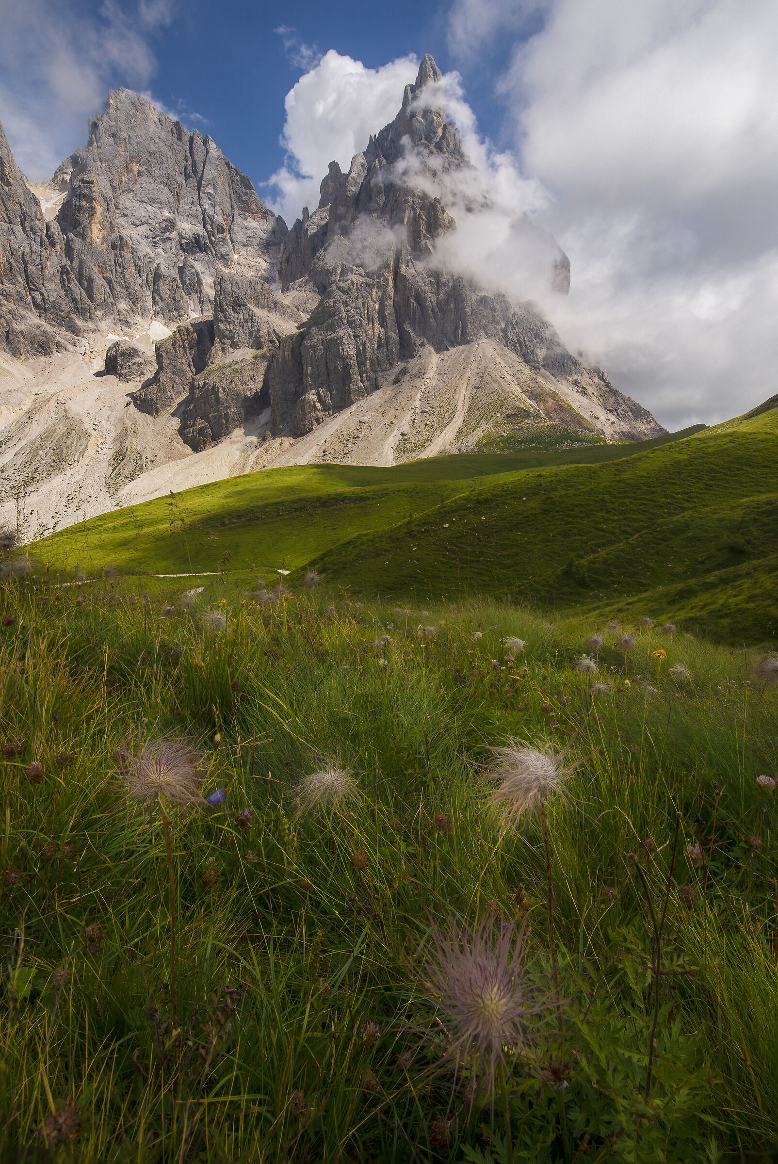 Flowers under the Cimon