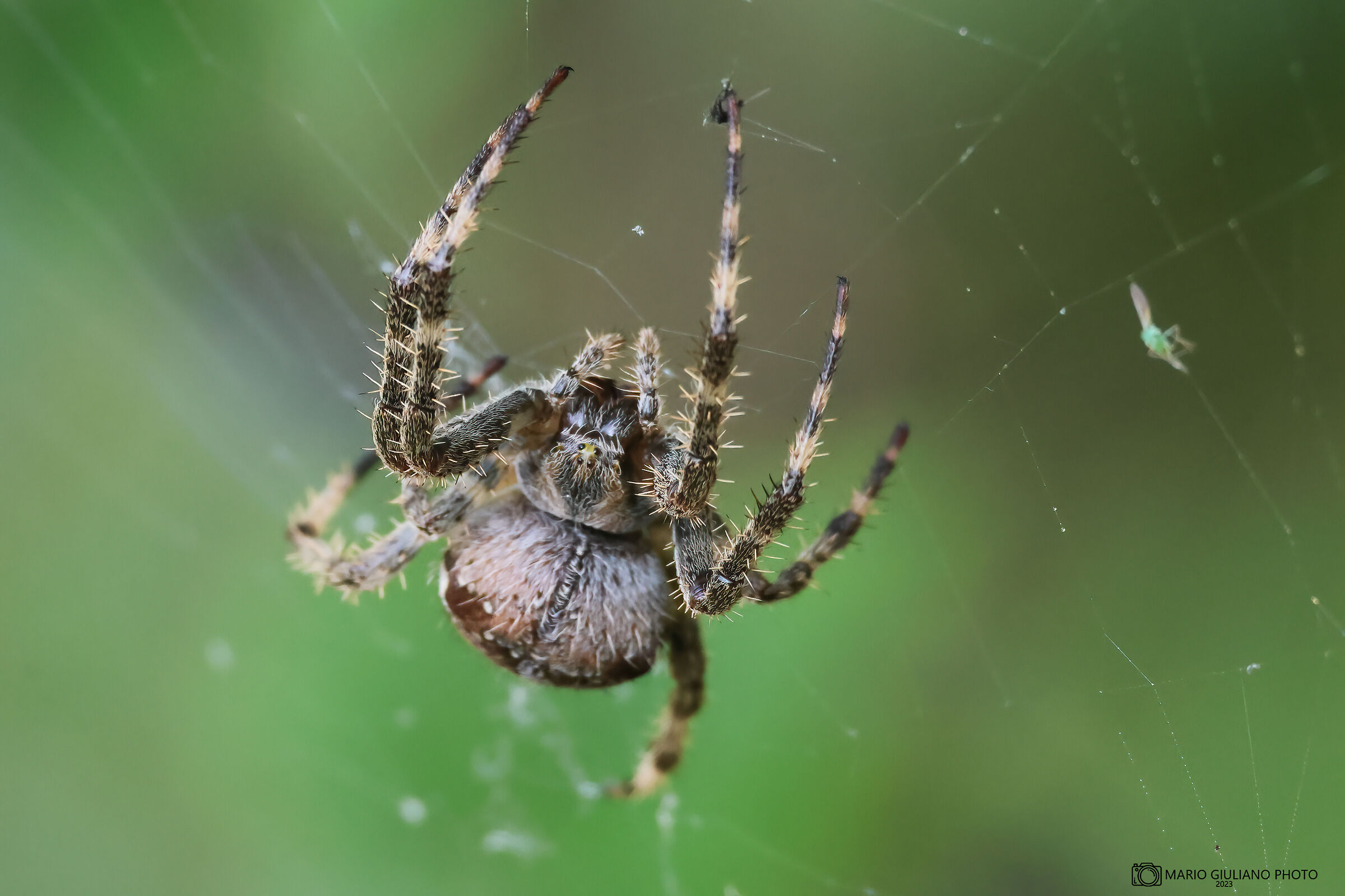 Araneus diadematus
