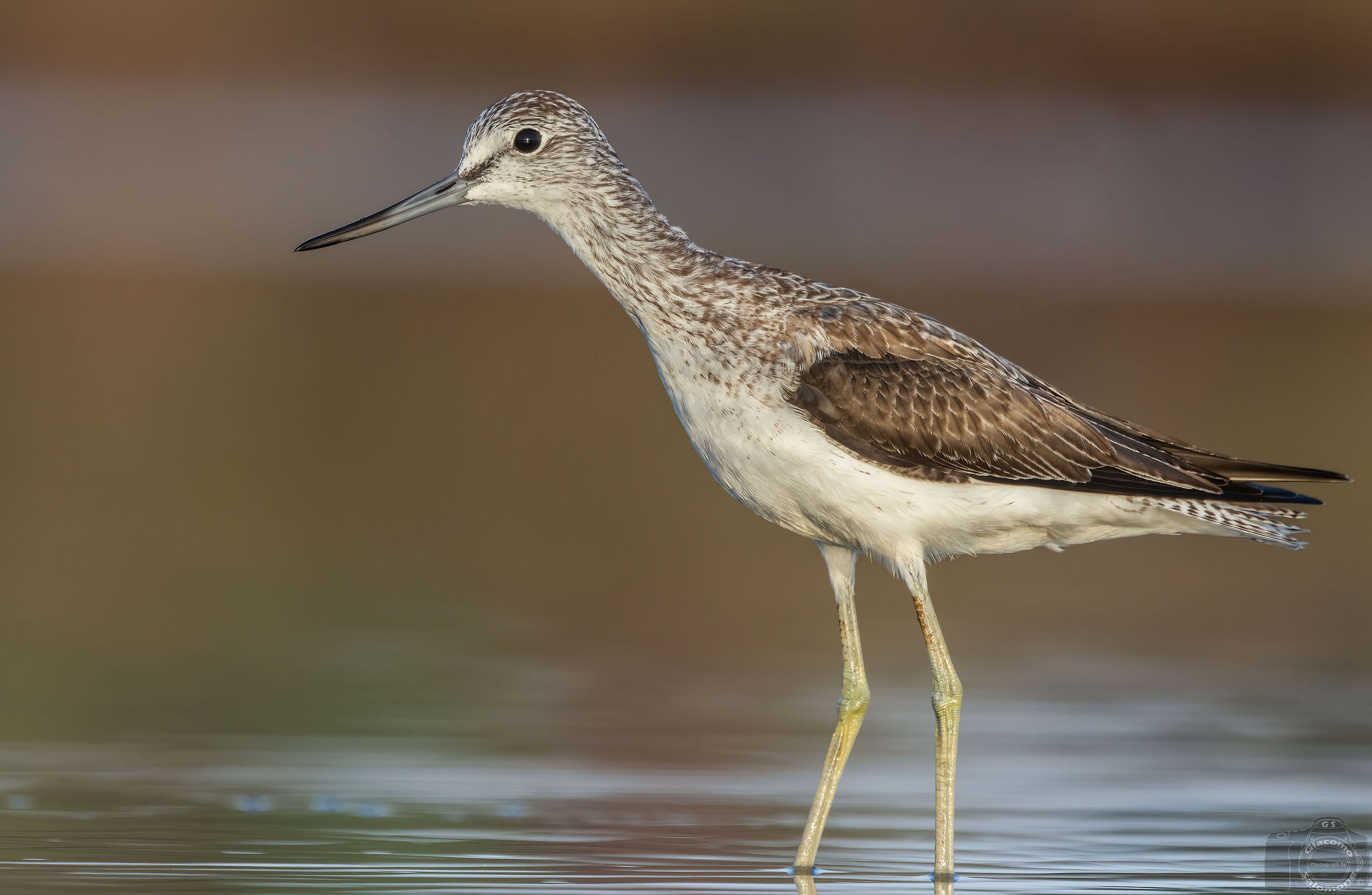 Greenshank.